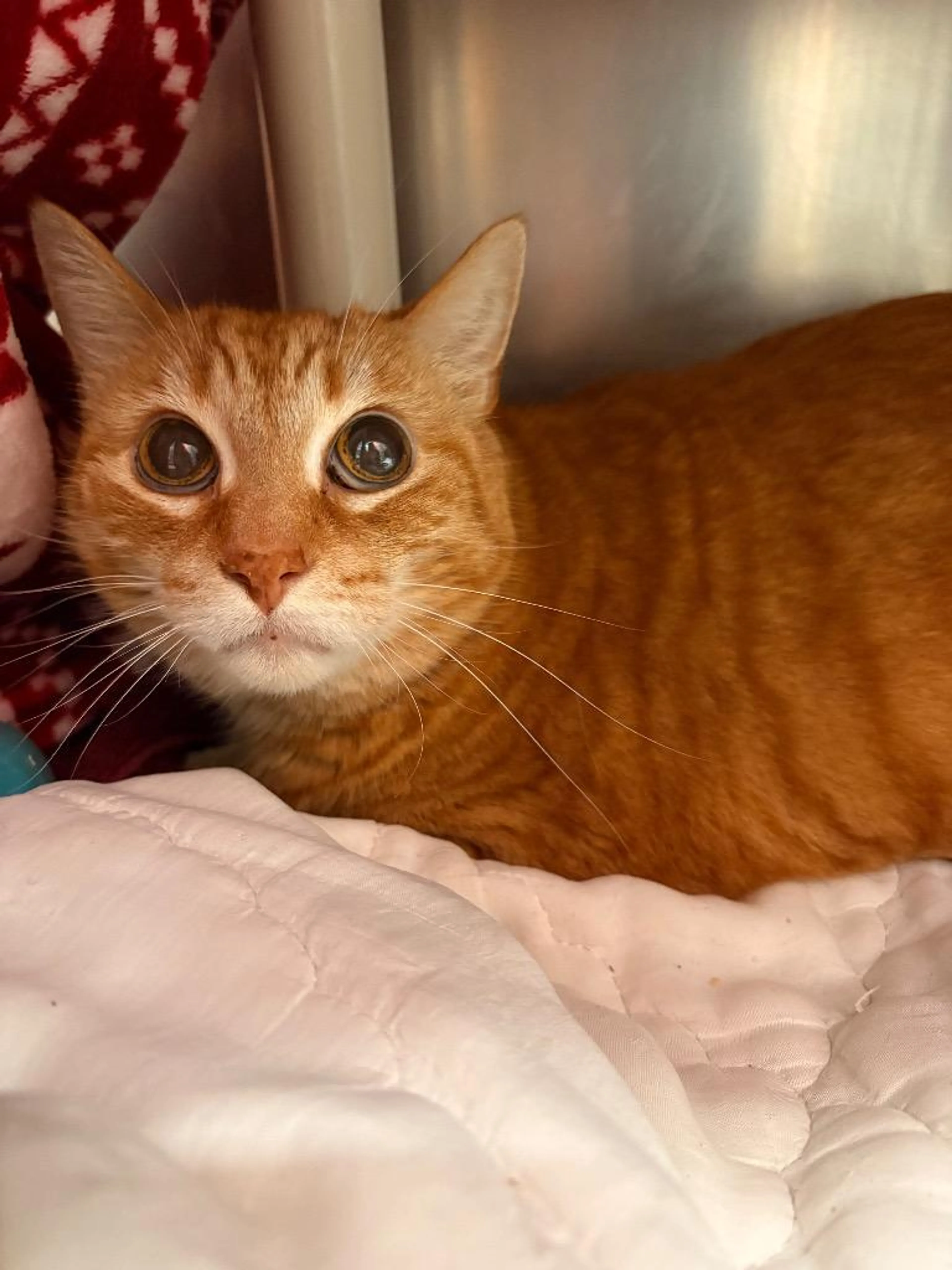 Found pet-1