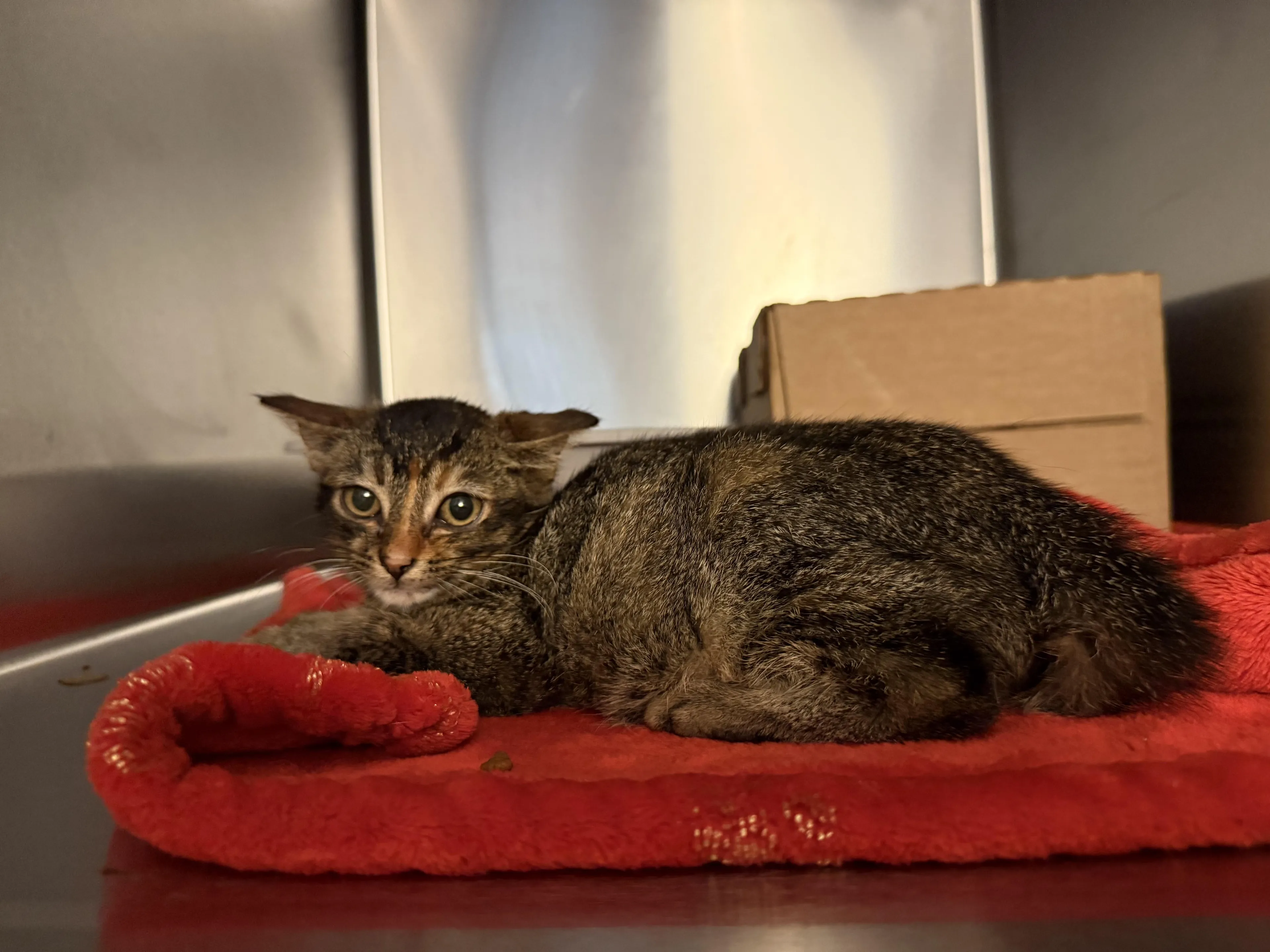 Found pet-1
