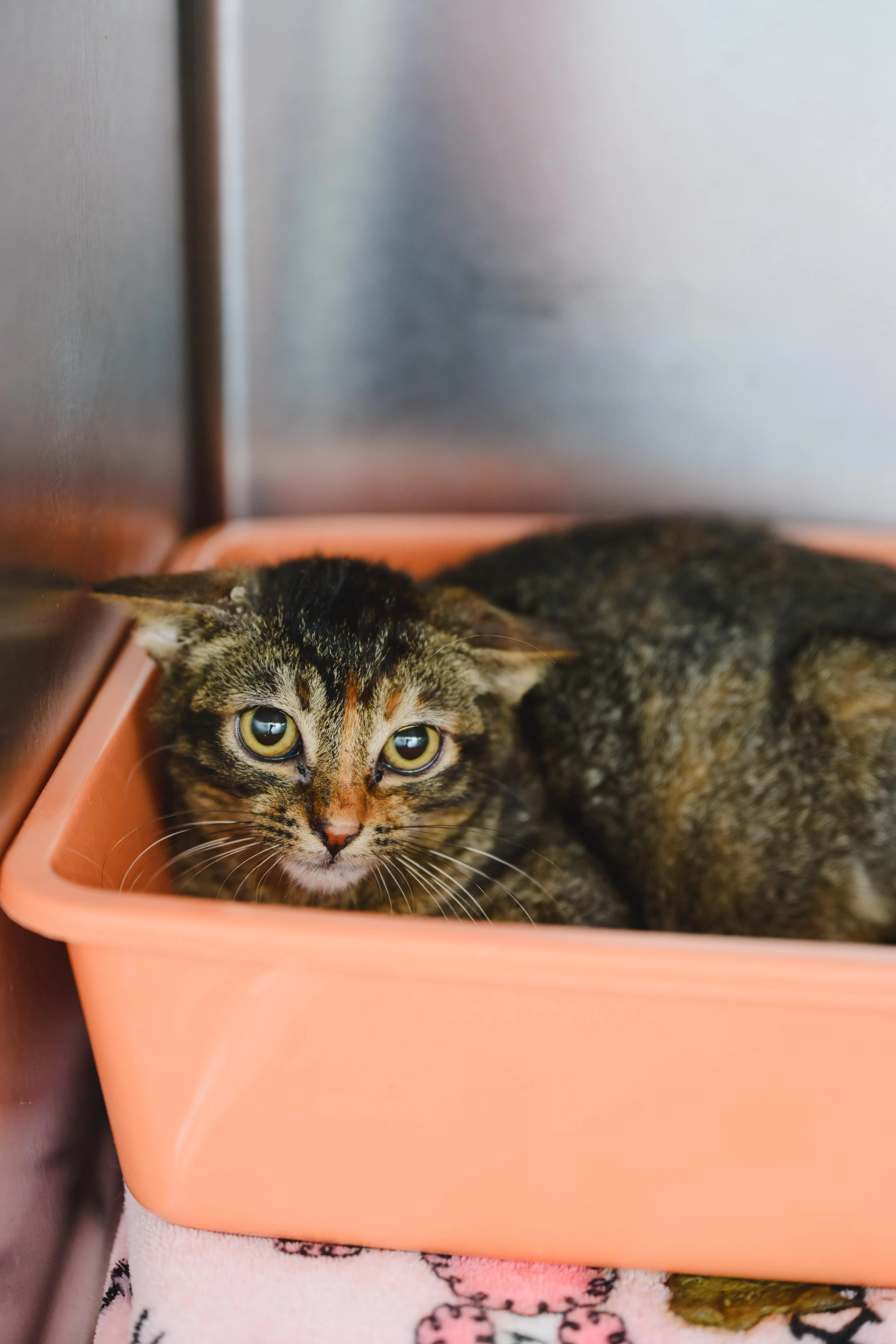 Found pet-3