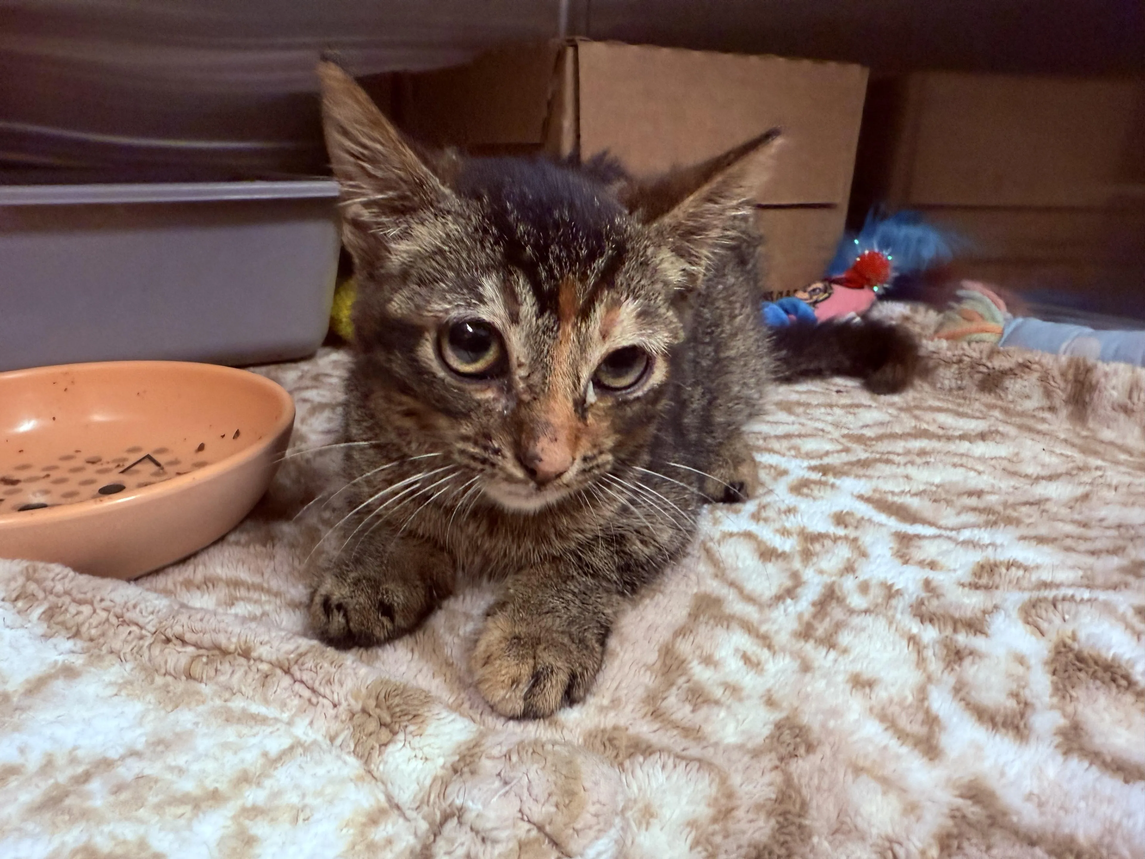 Found pet-2