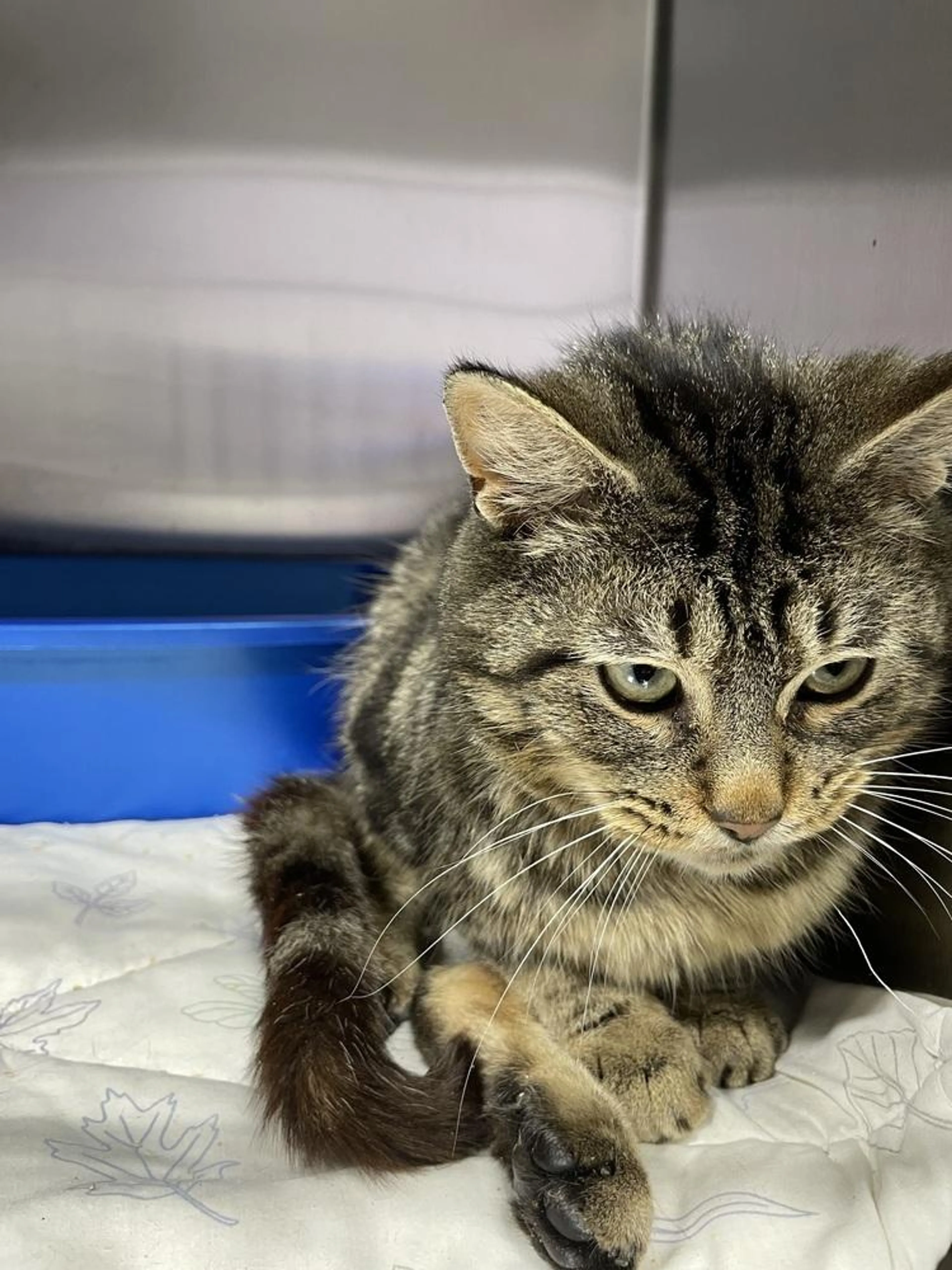 Found pet-1