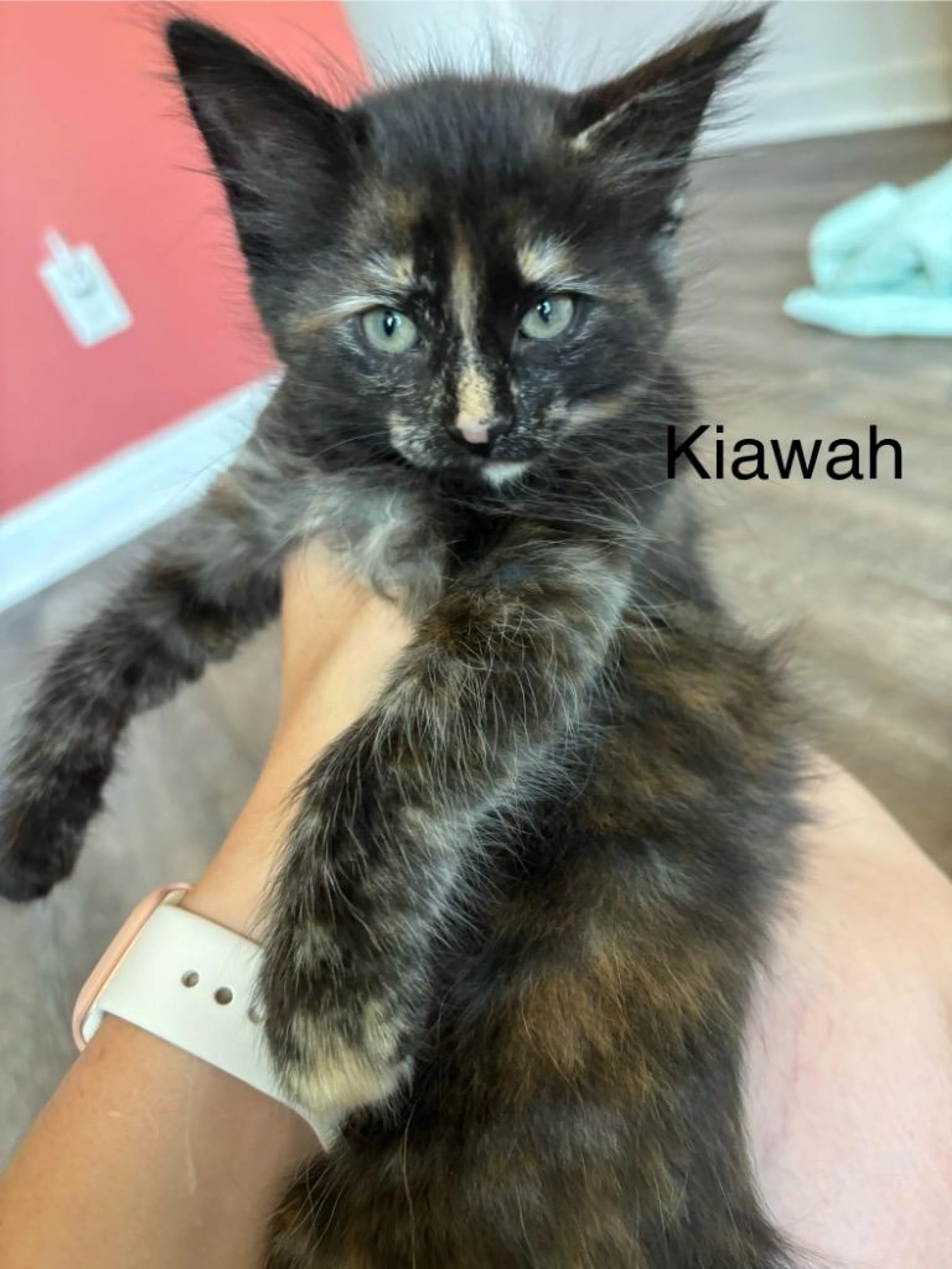 Found pet-0