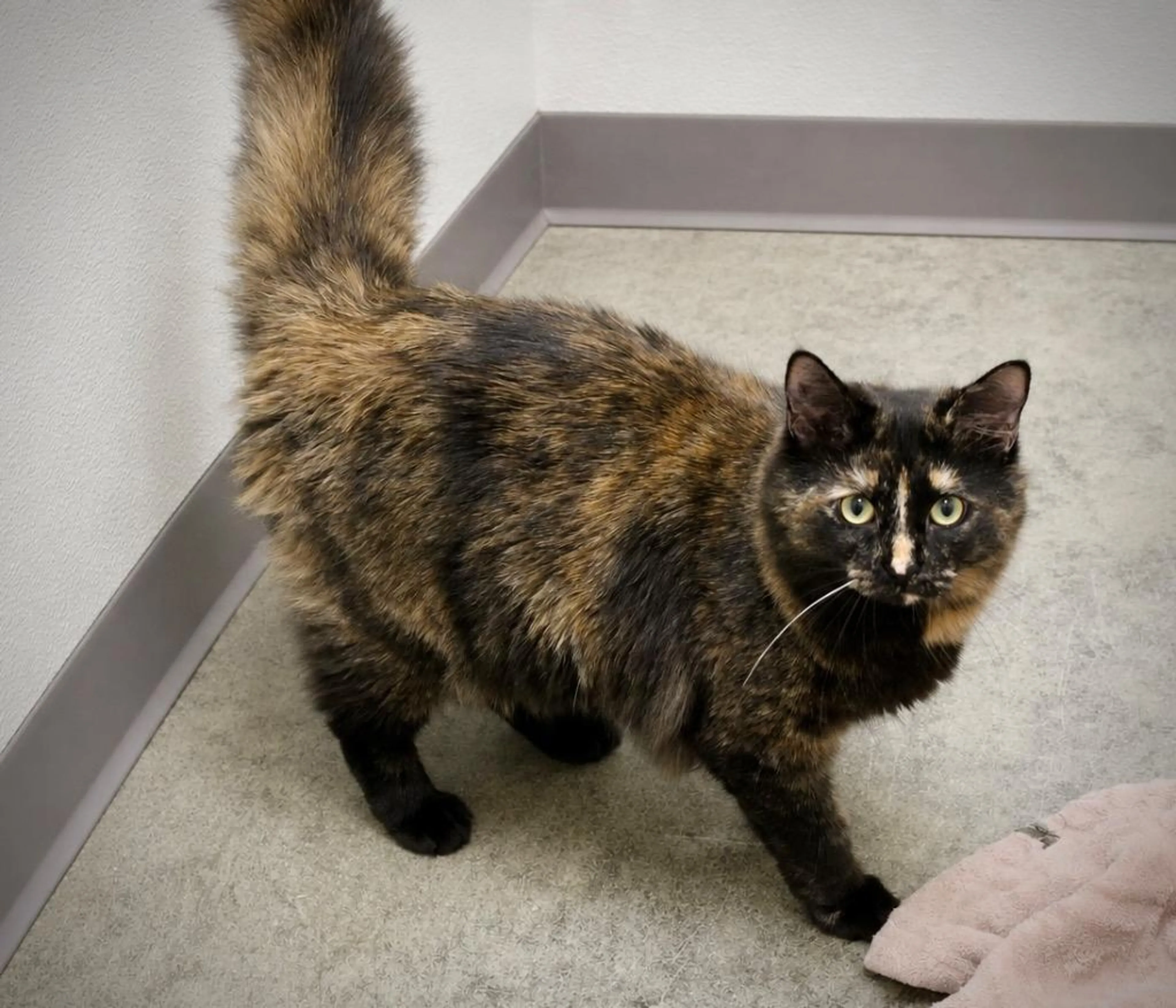 Found pet-1