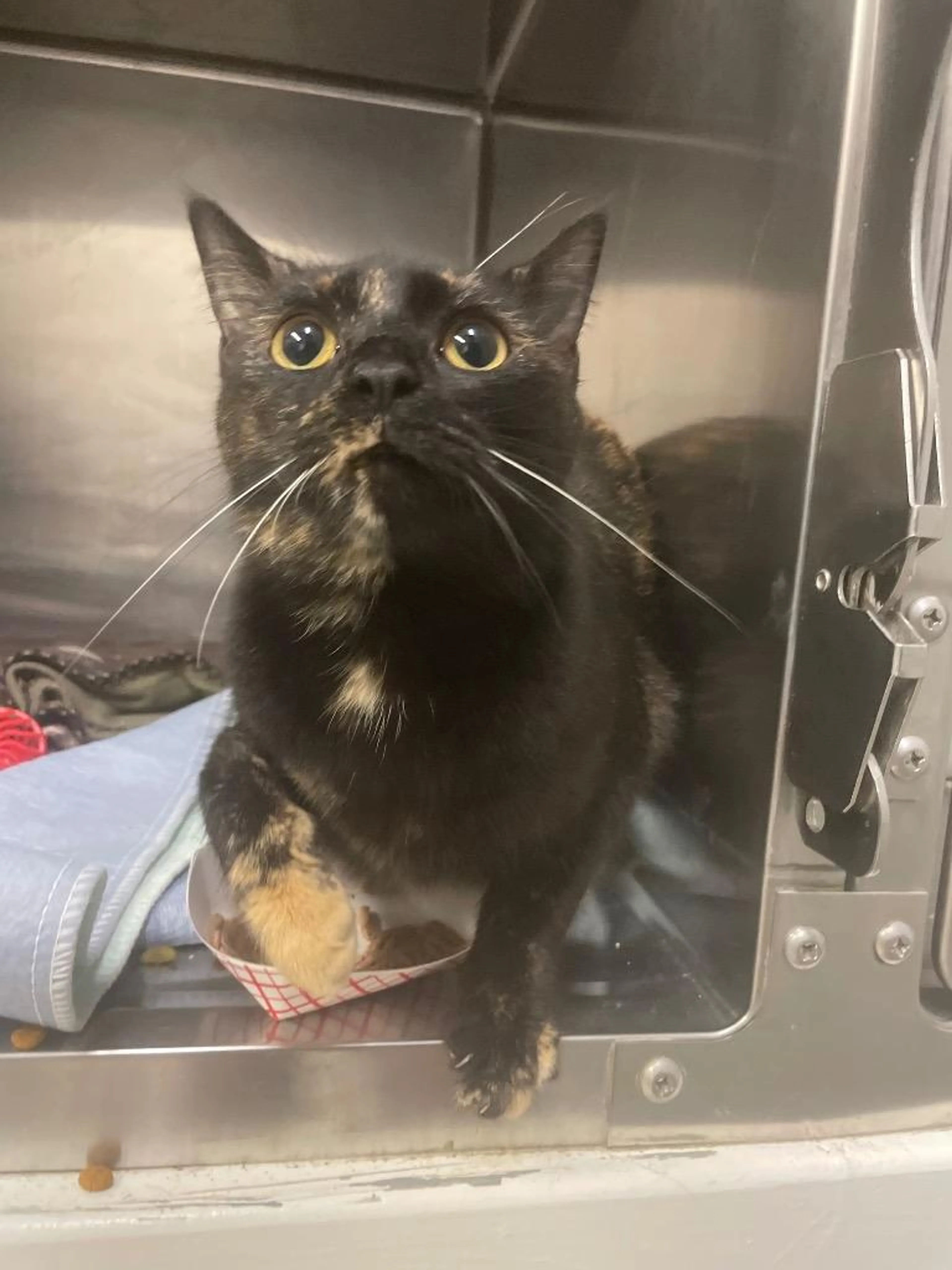 Found pet