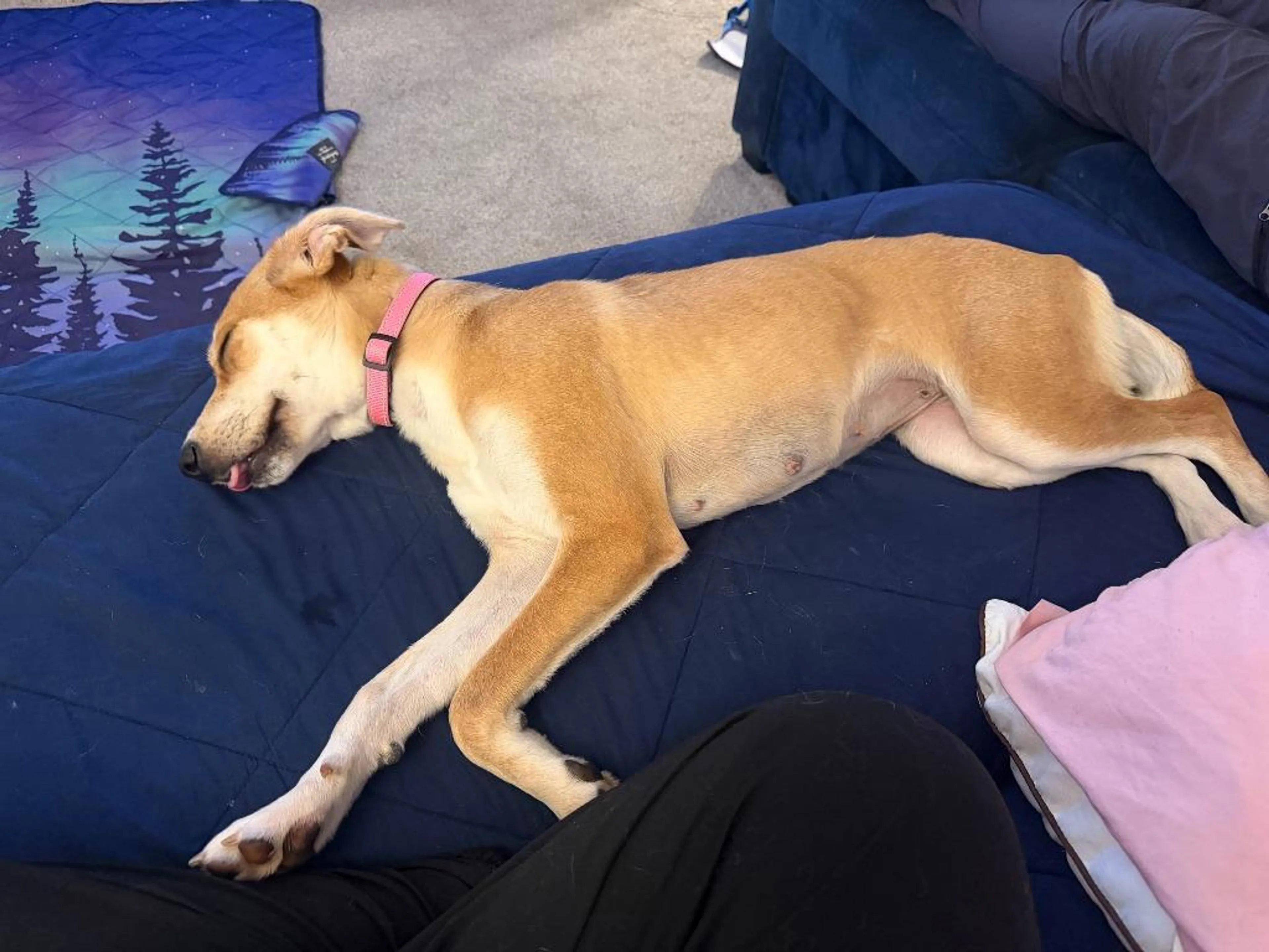 Found pet-2