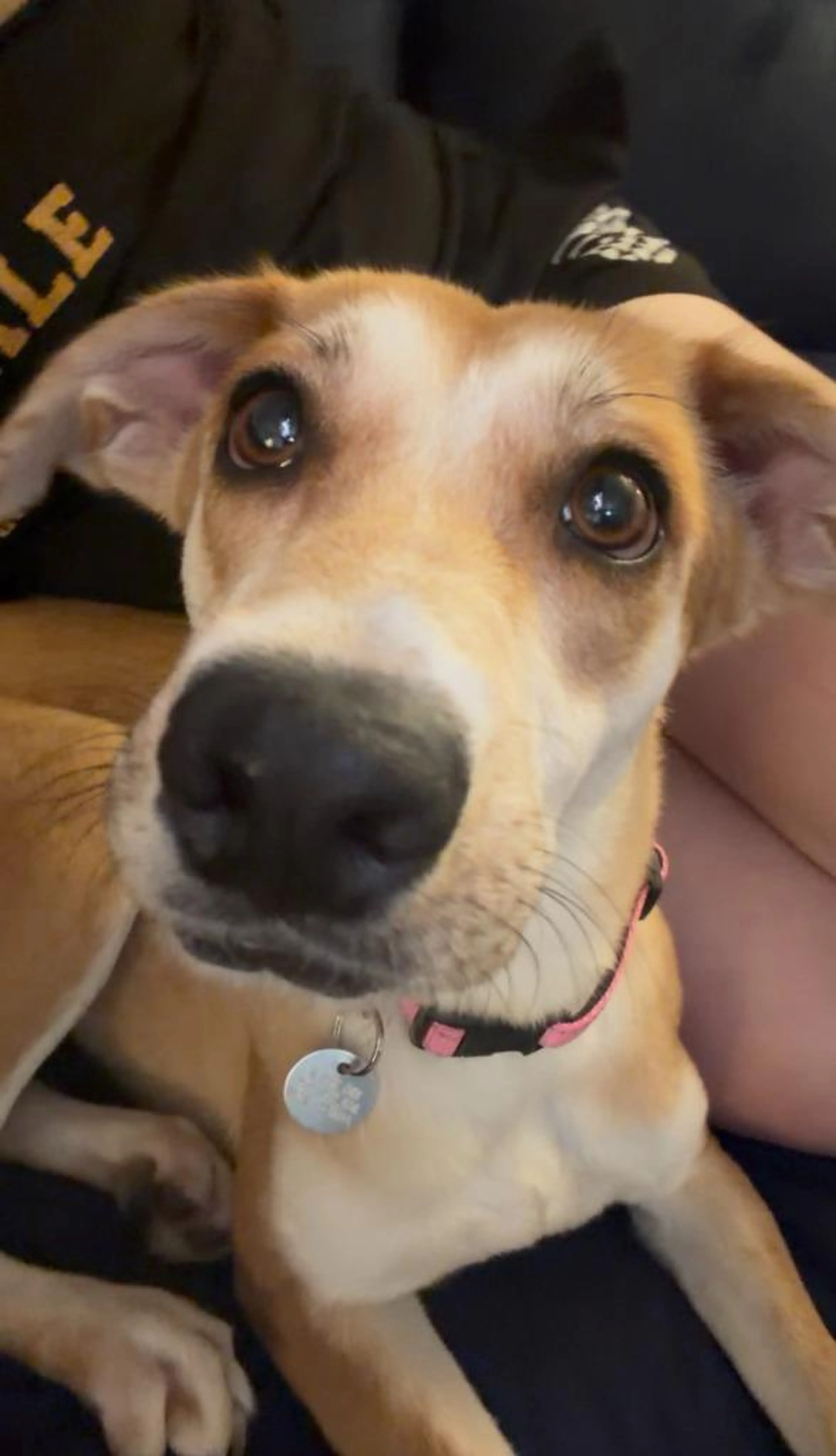 Found pet-3