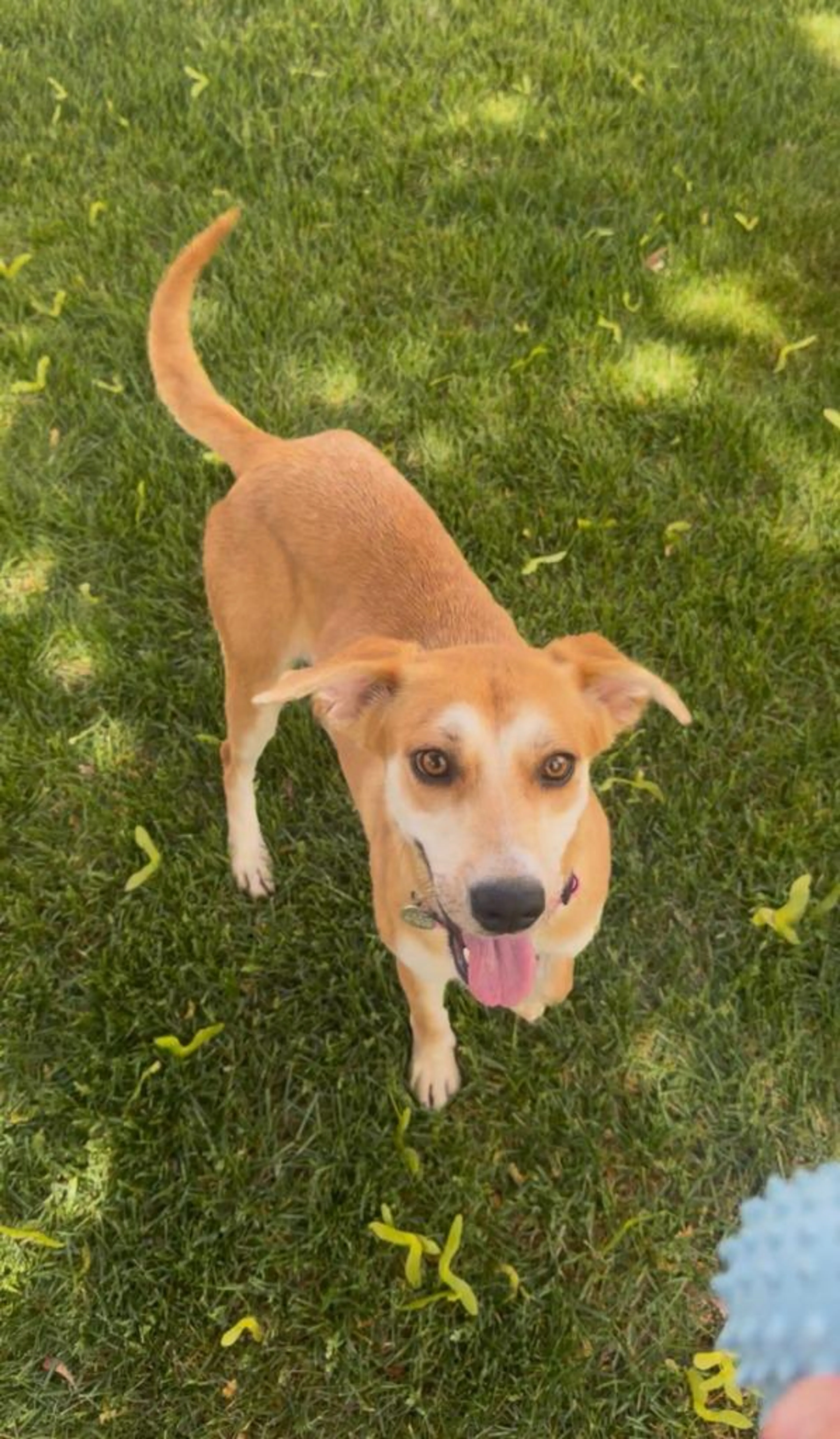 Found pet-1