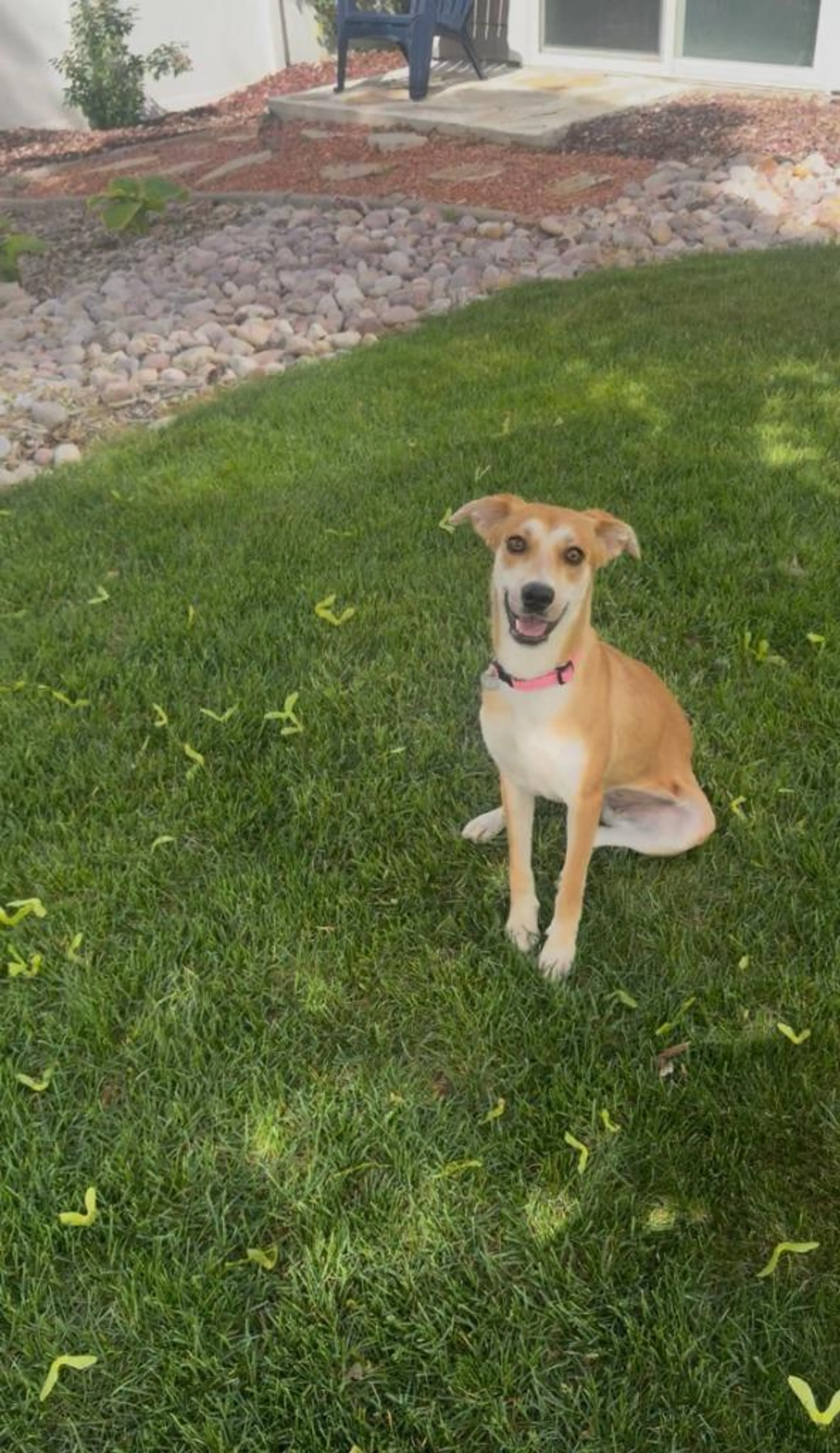Found pet-4