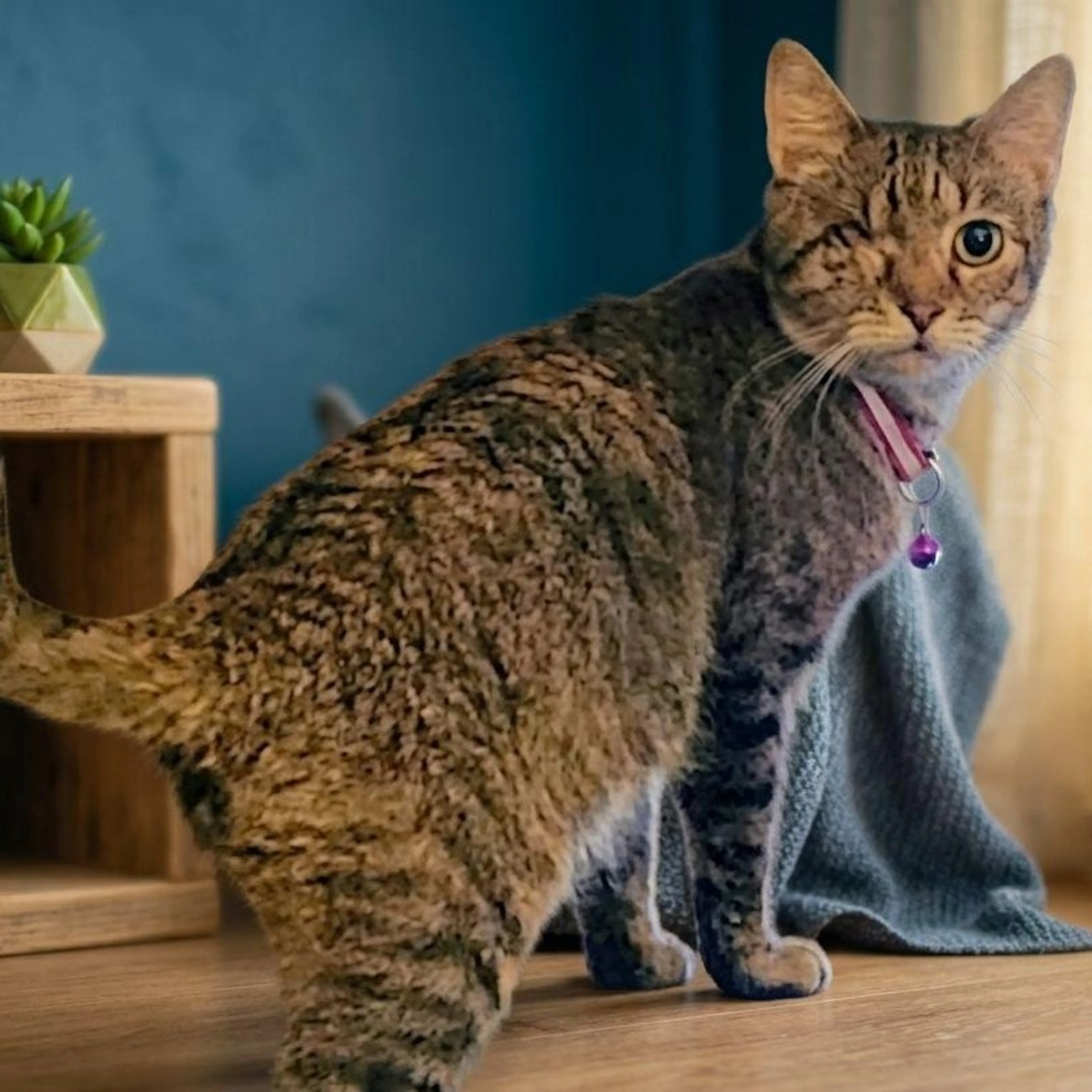 Found pet-0