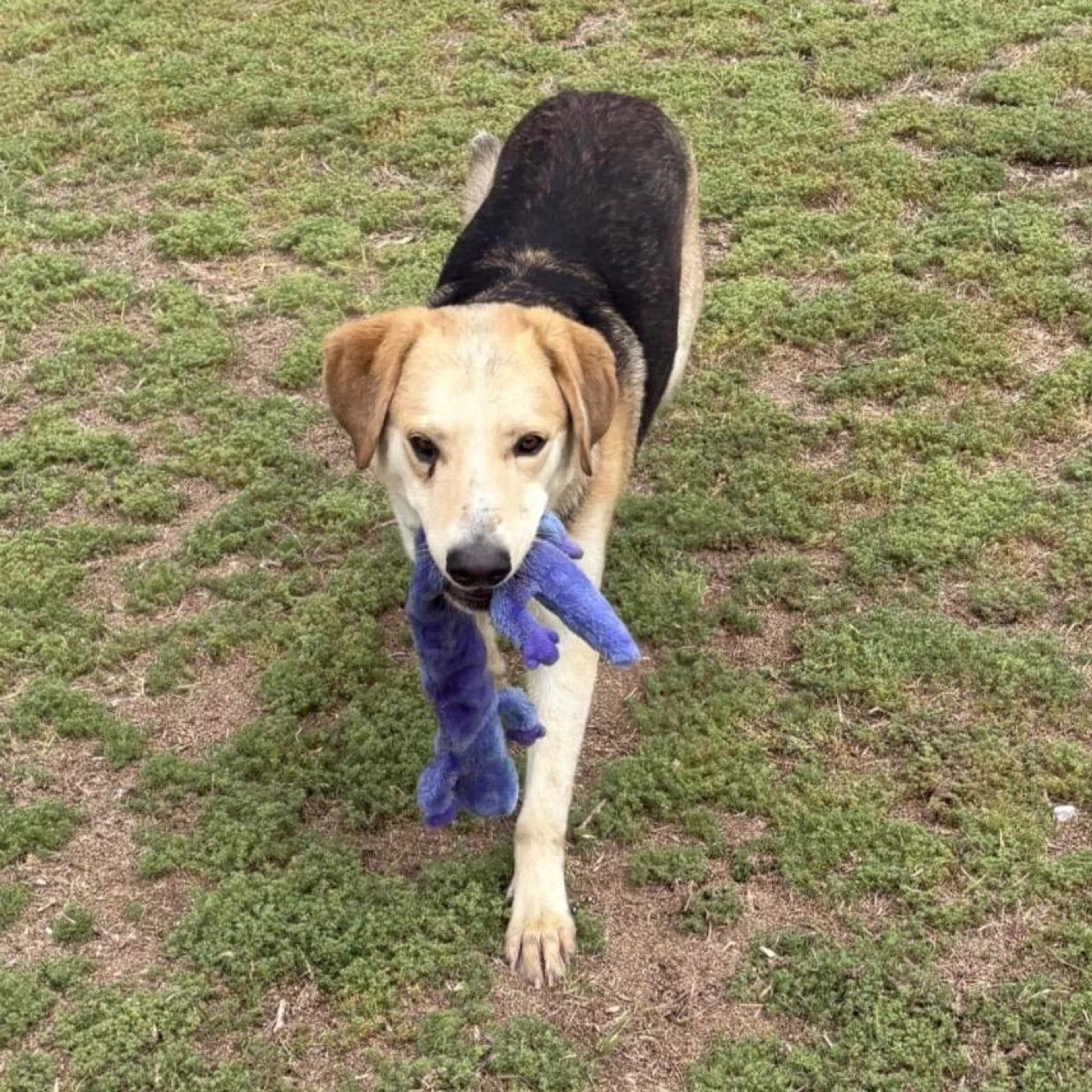 Found pet-3