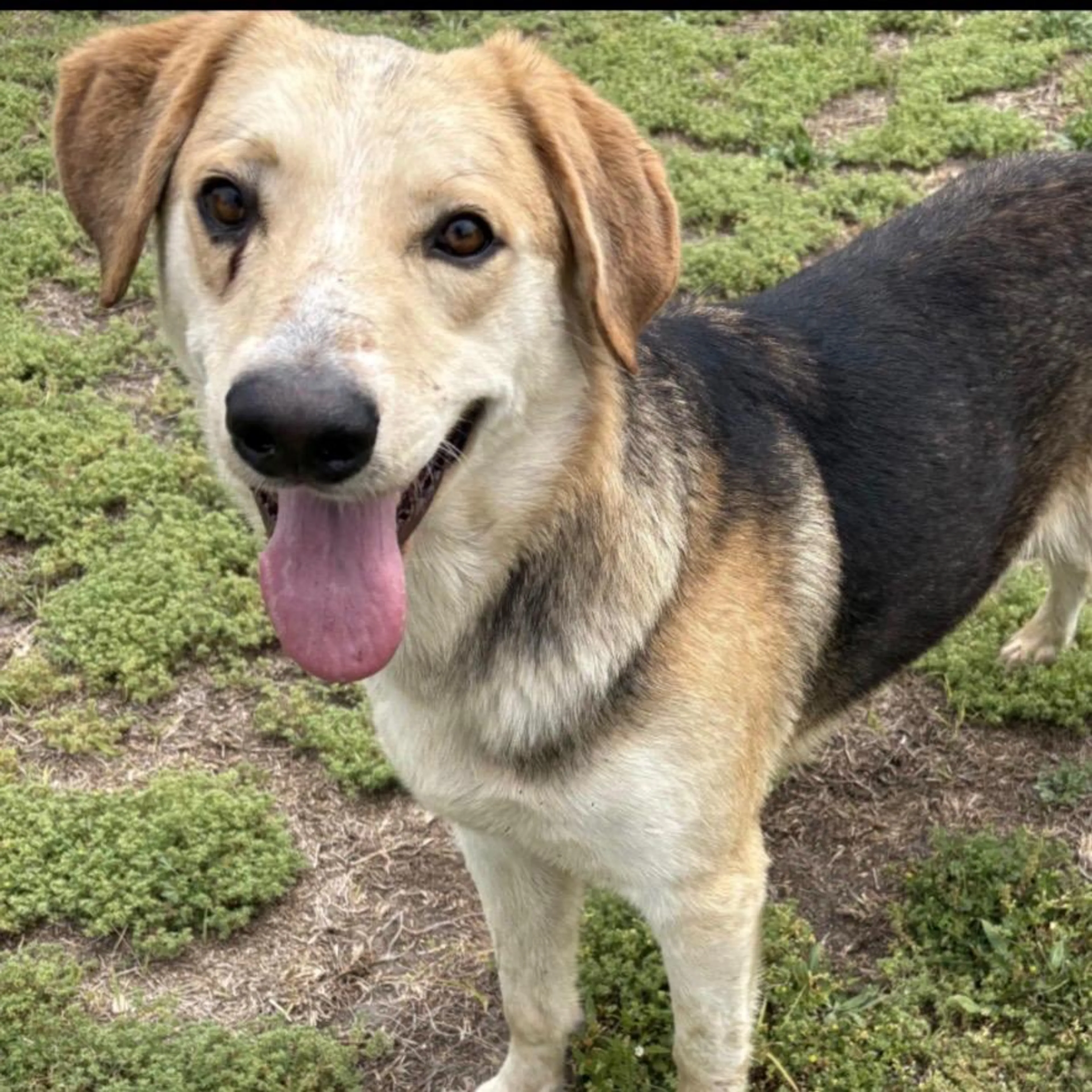Found pet-2