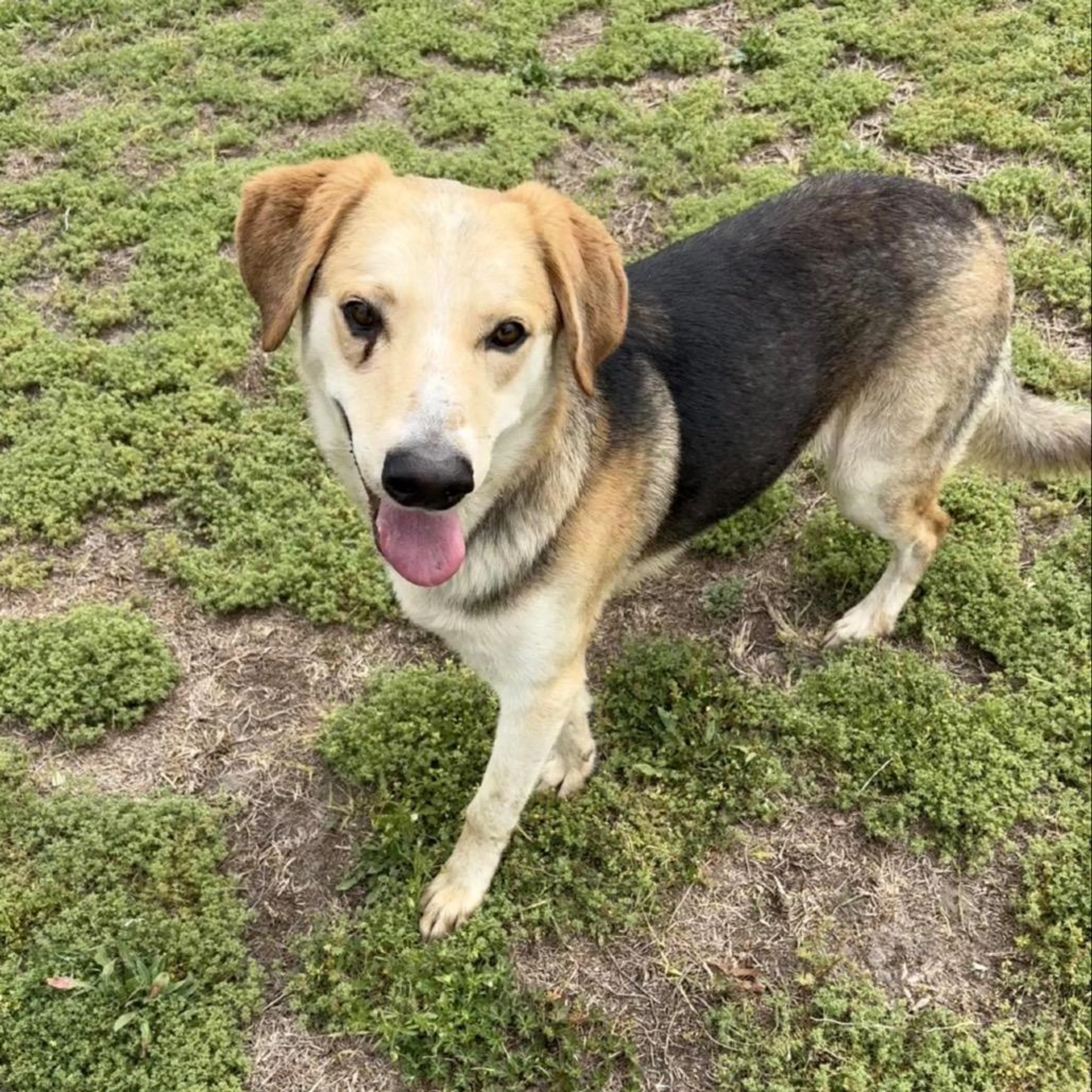 Found pet-1