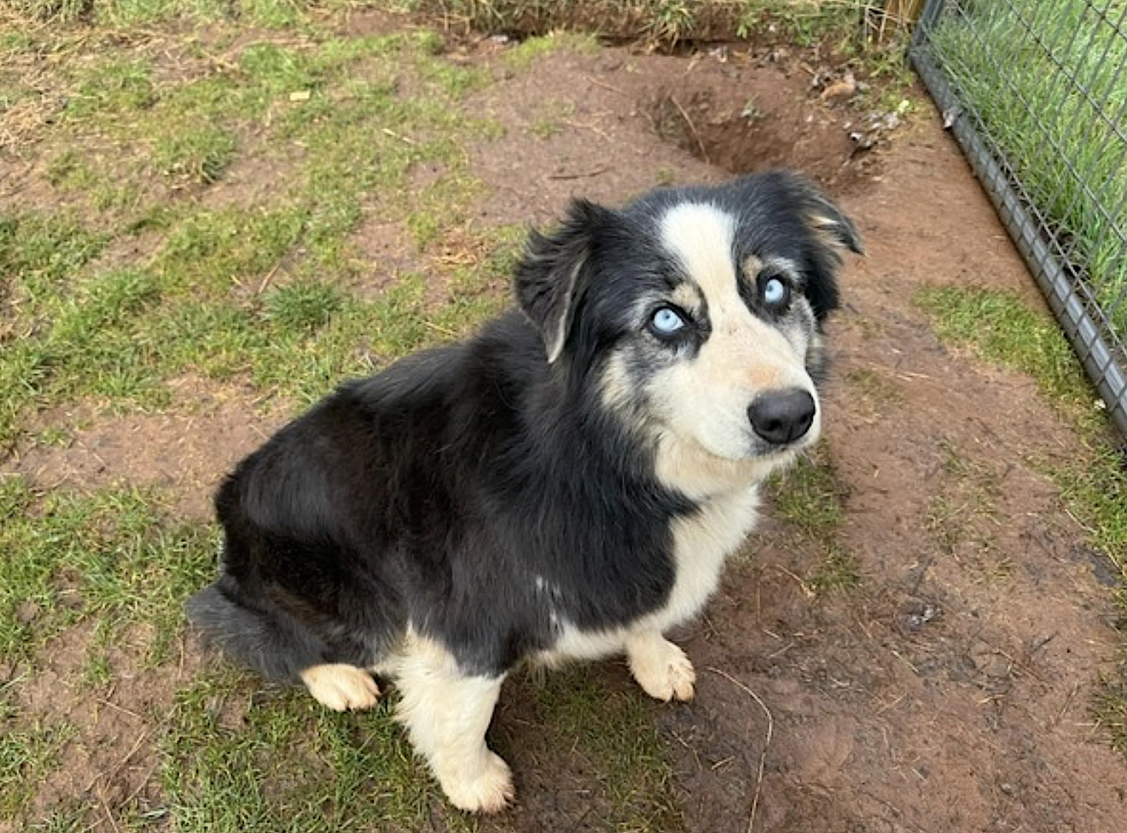 Found pet-3