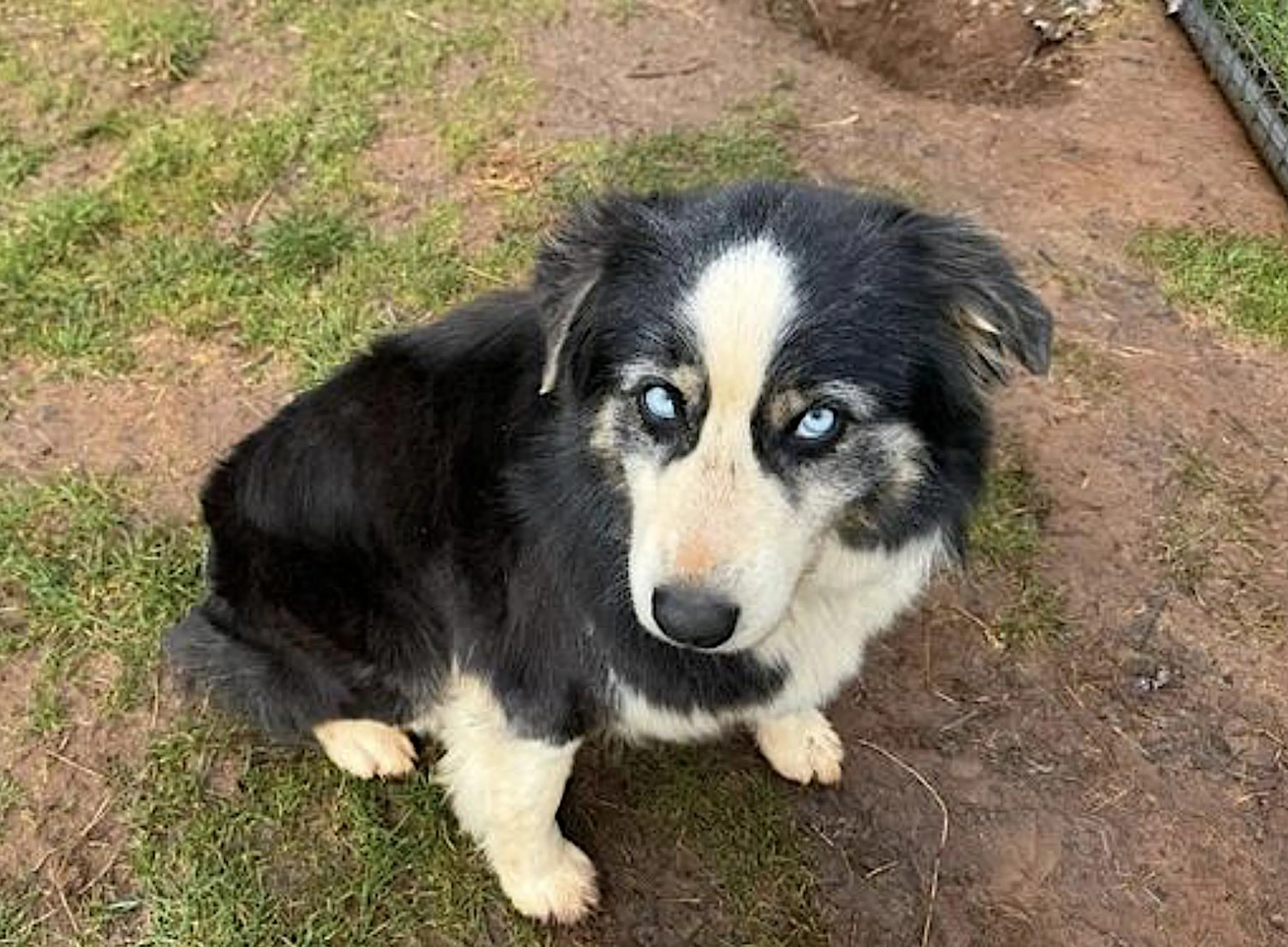 Found pet-1