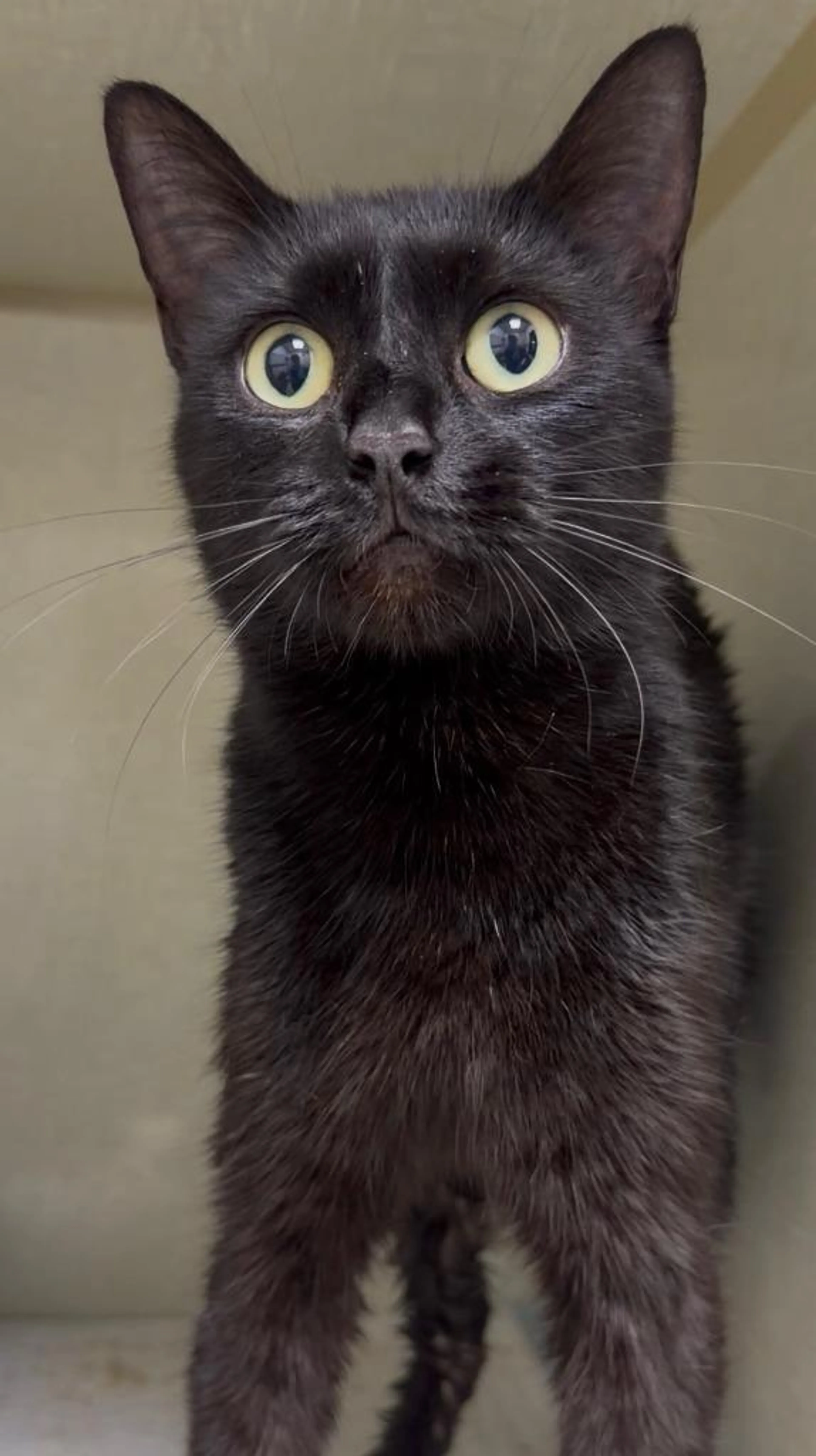 Found pet-2