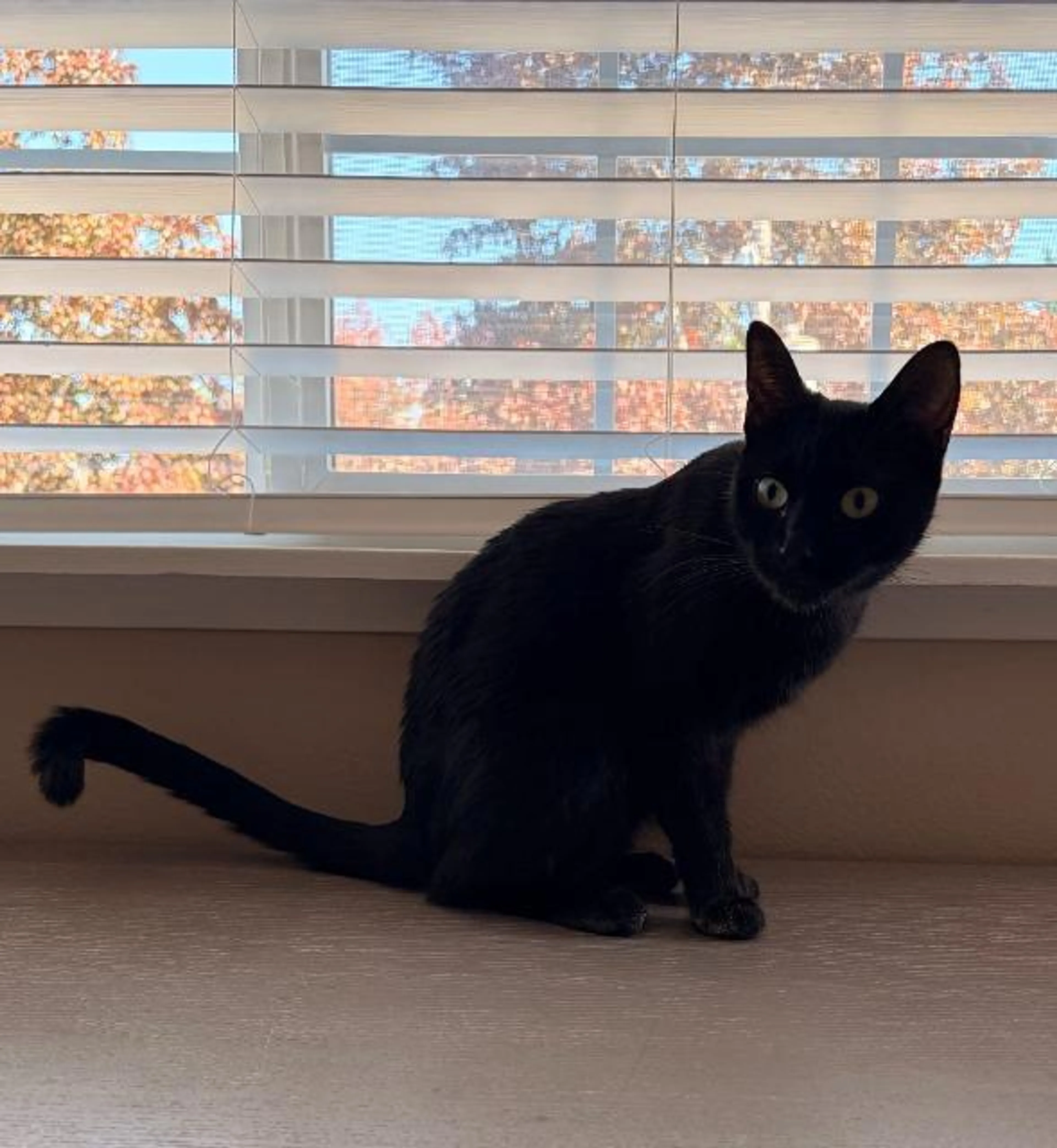 Found pet-1