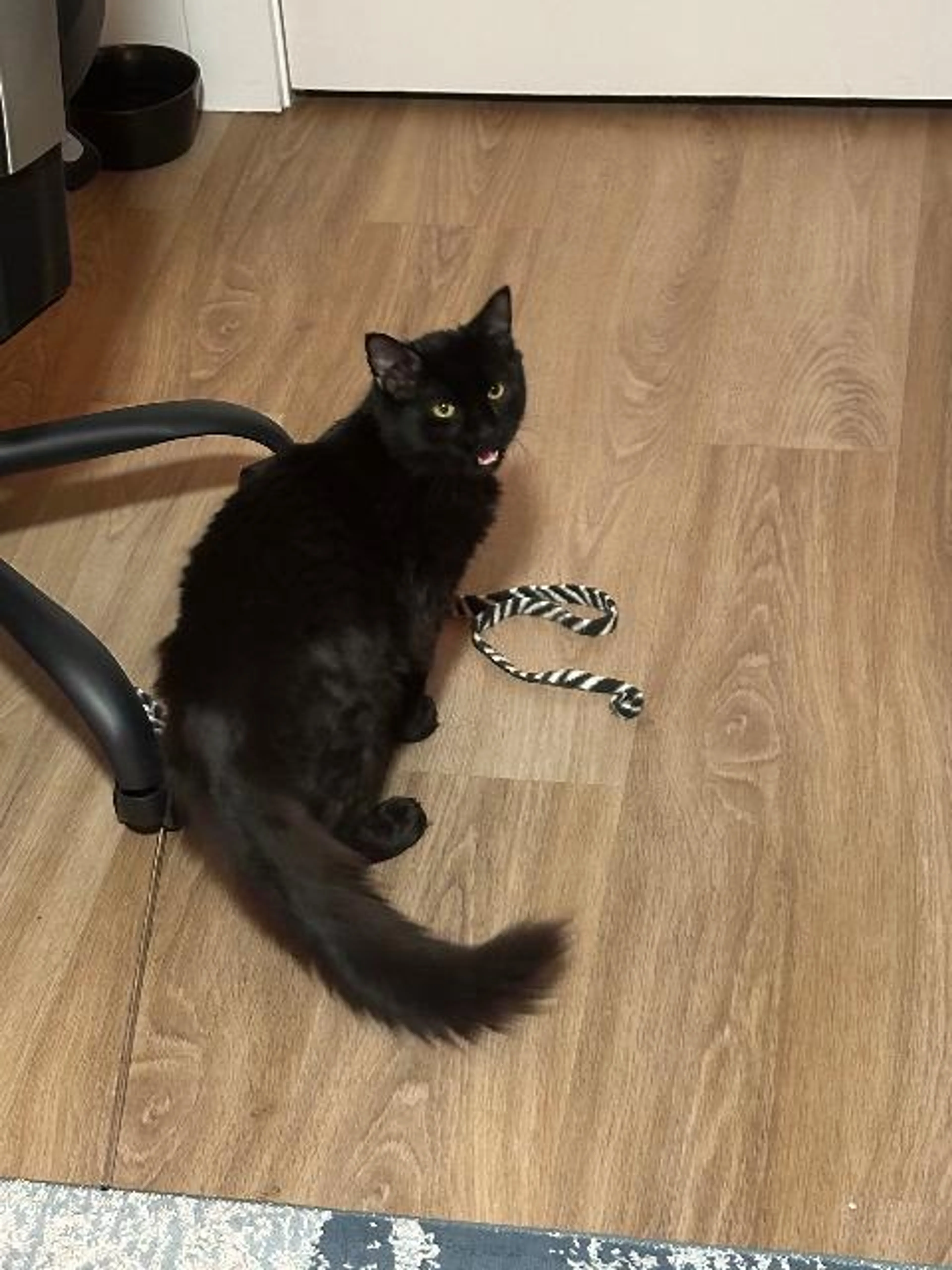 Found pet-2