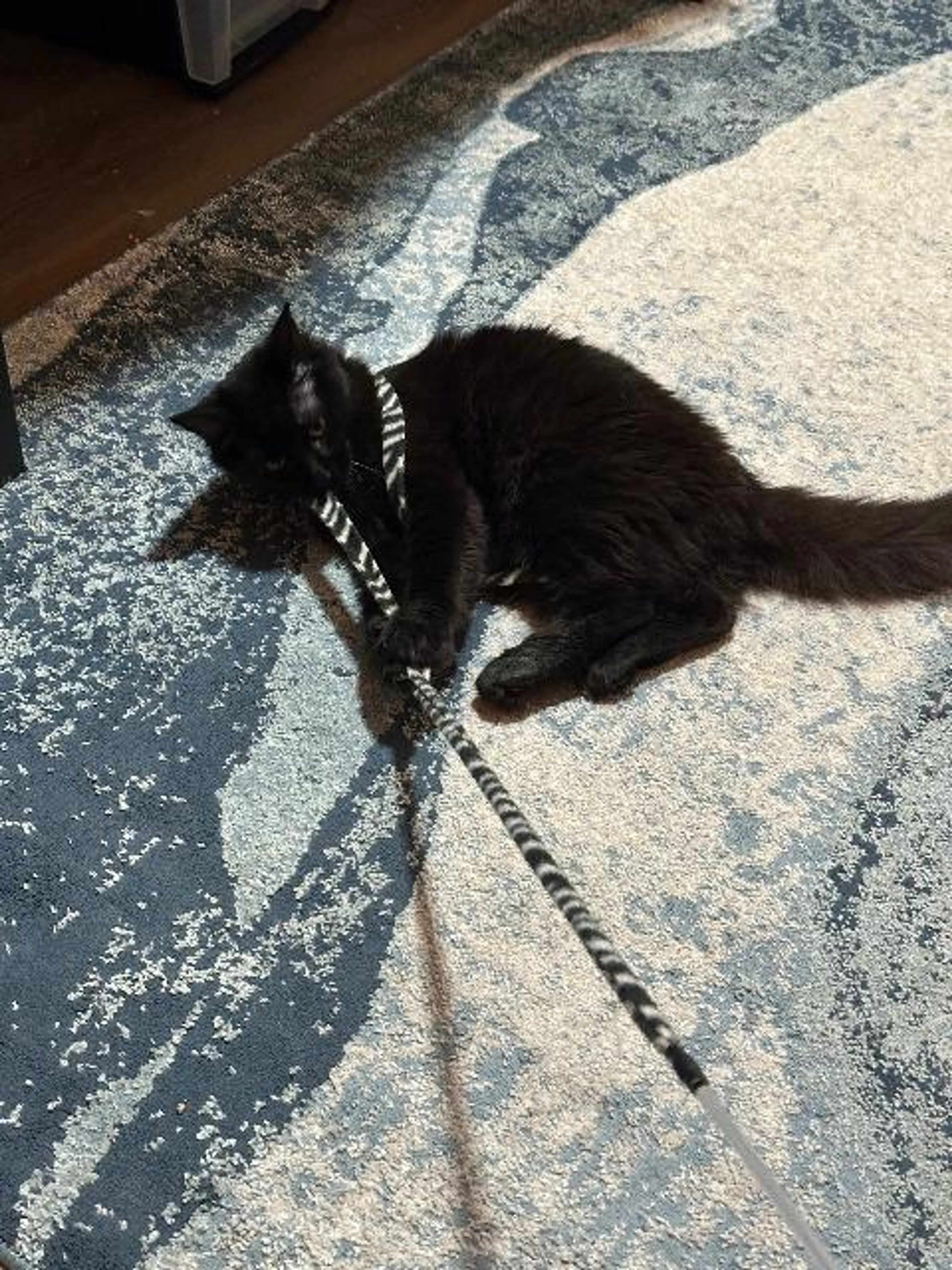 Found pet-5