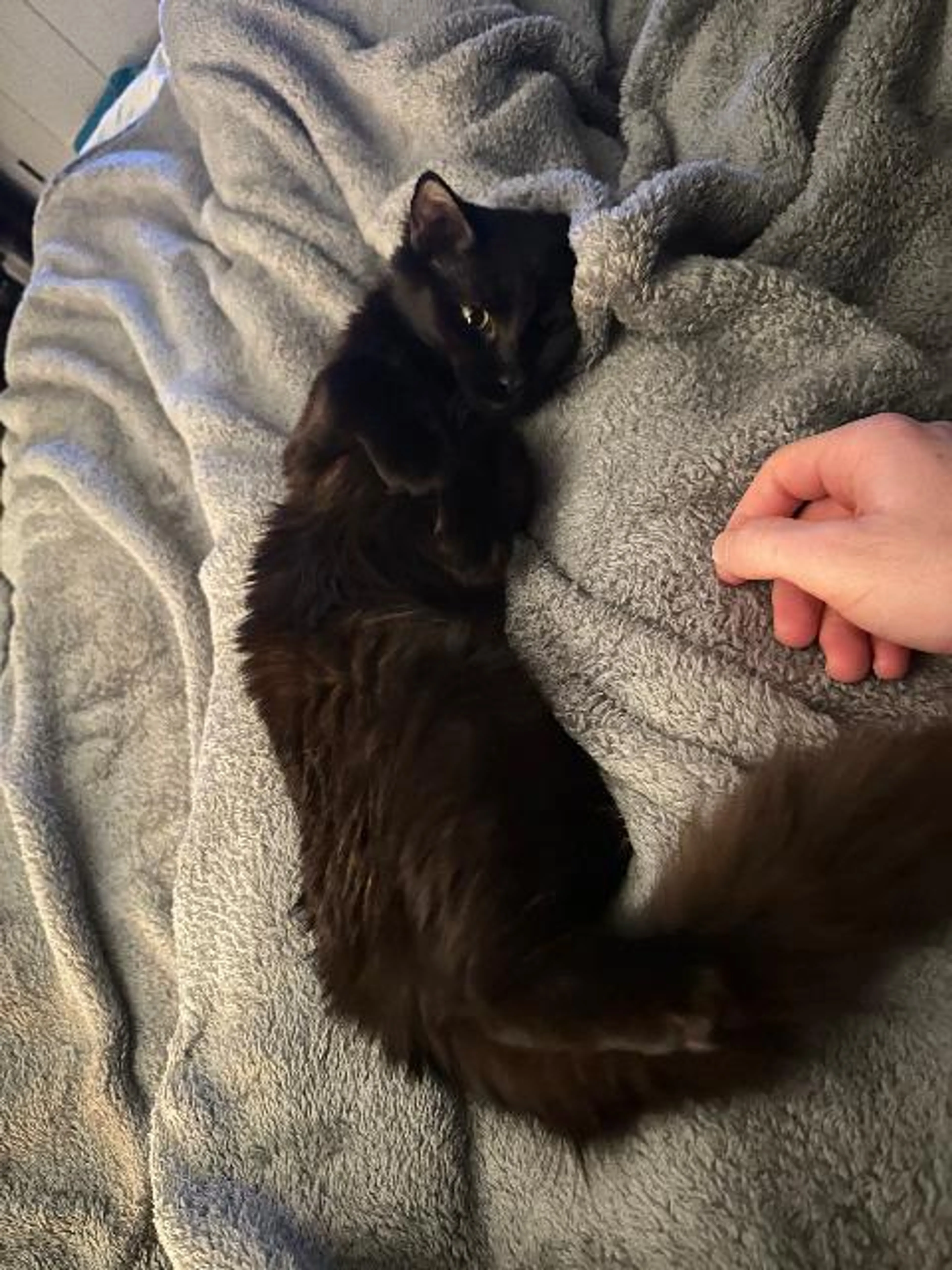 Found pet-4
