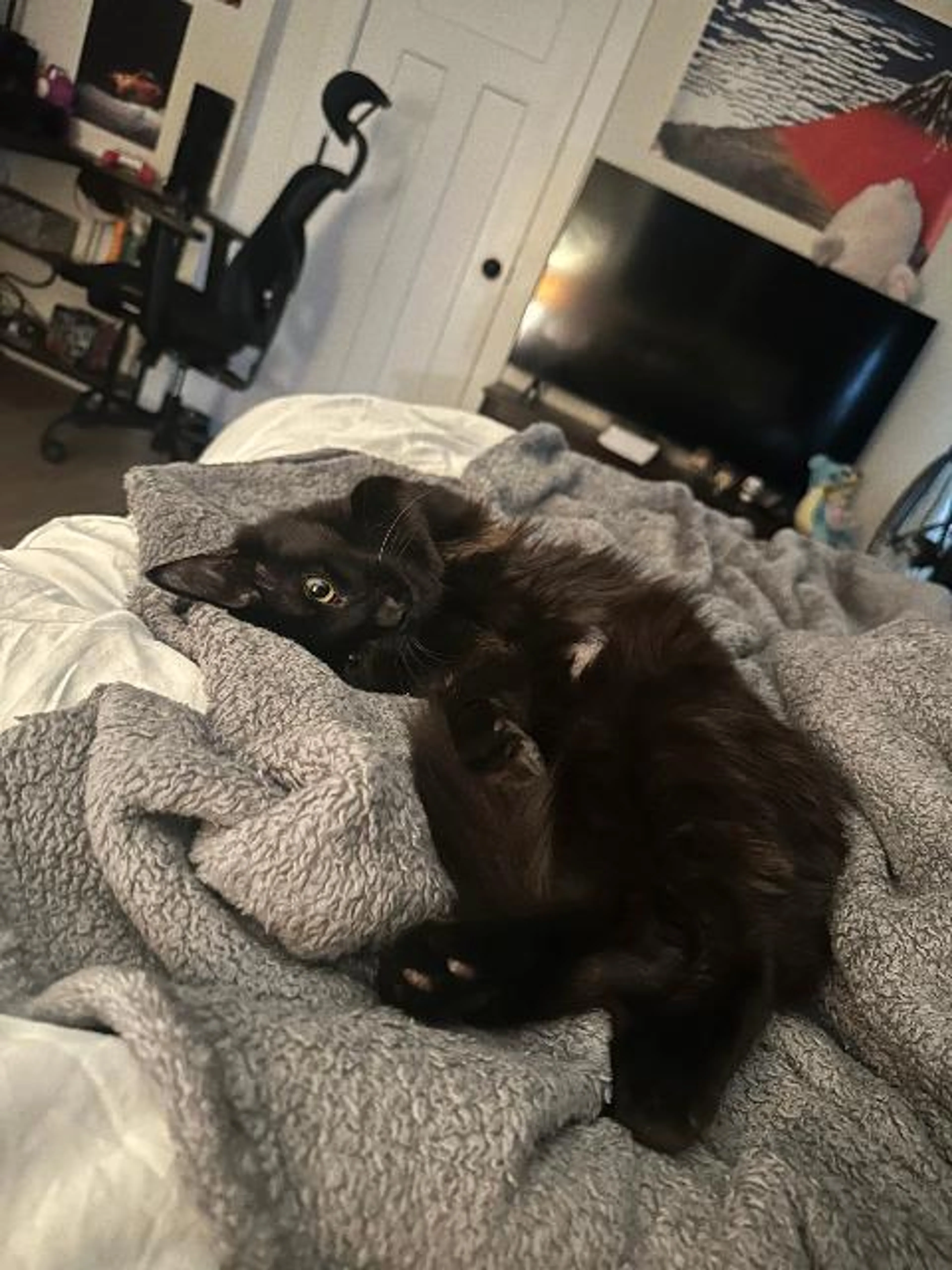 Found pet-3
