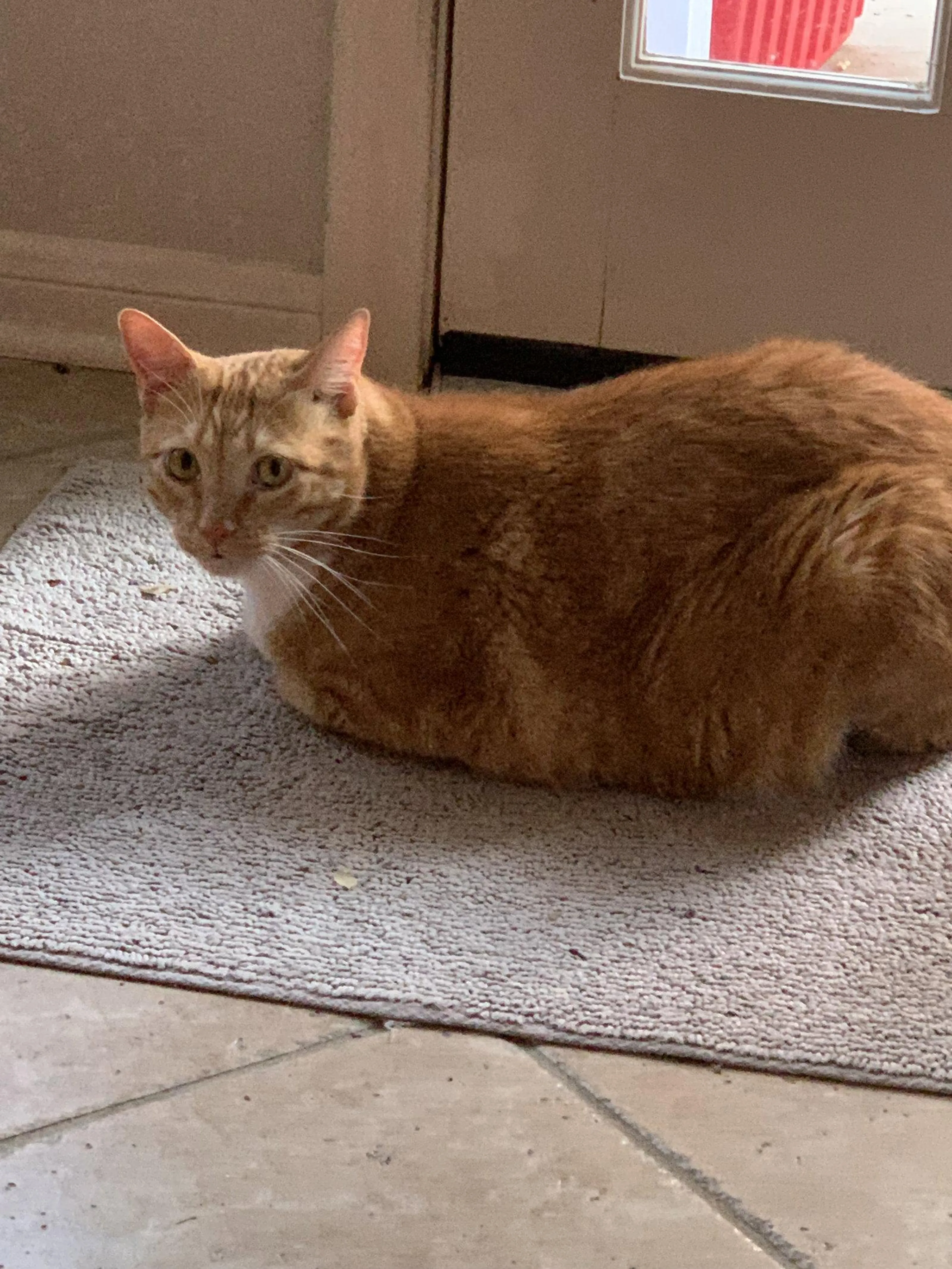 Found pet-0