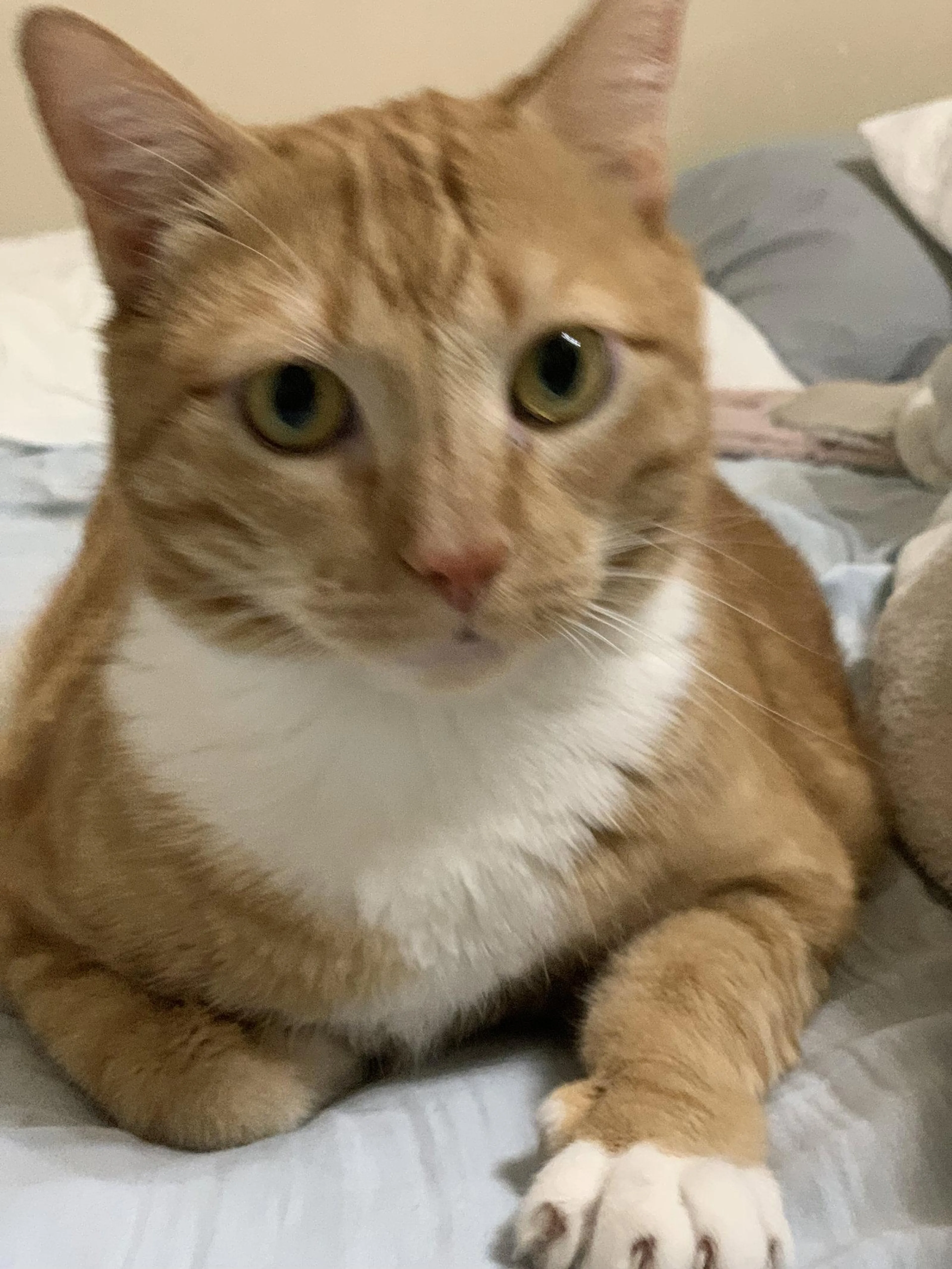 Found pet-1