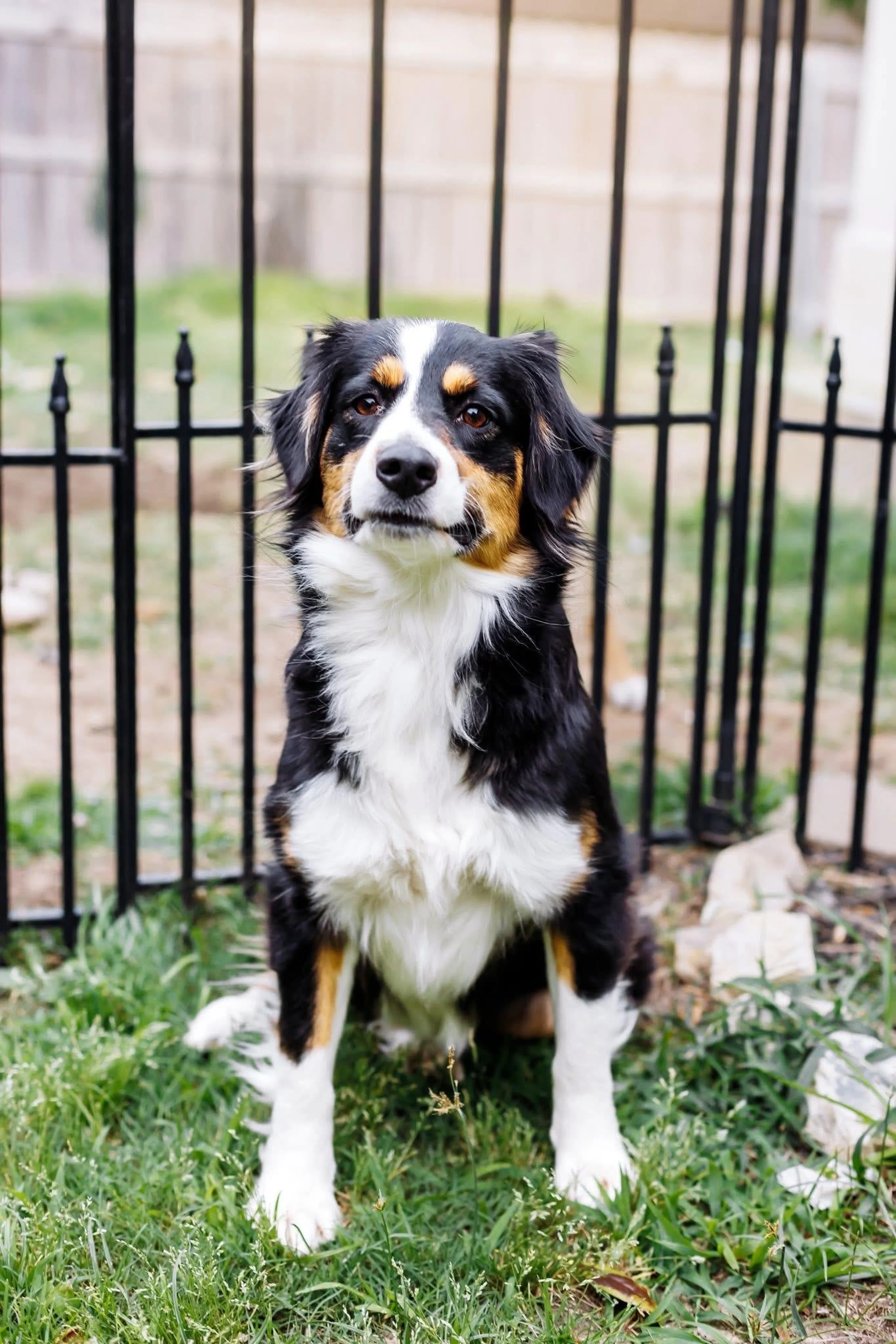 Found pet-1