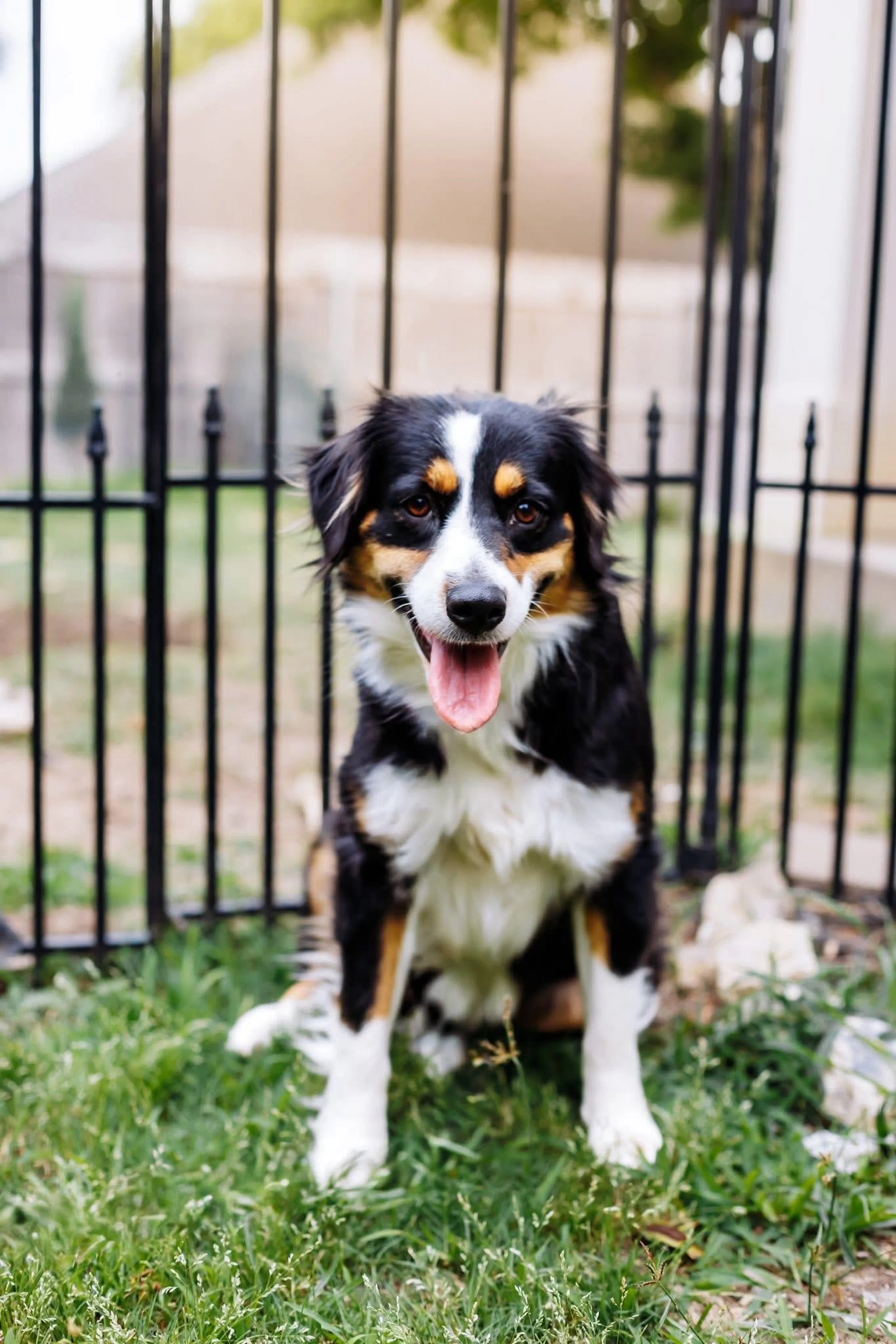 Found pet-2