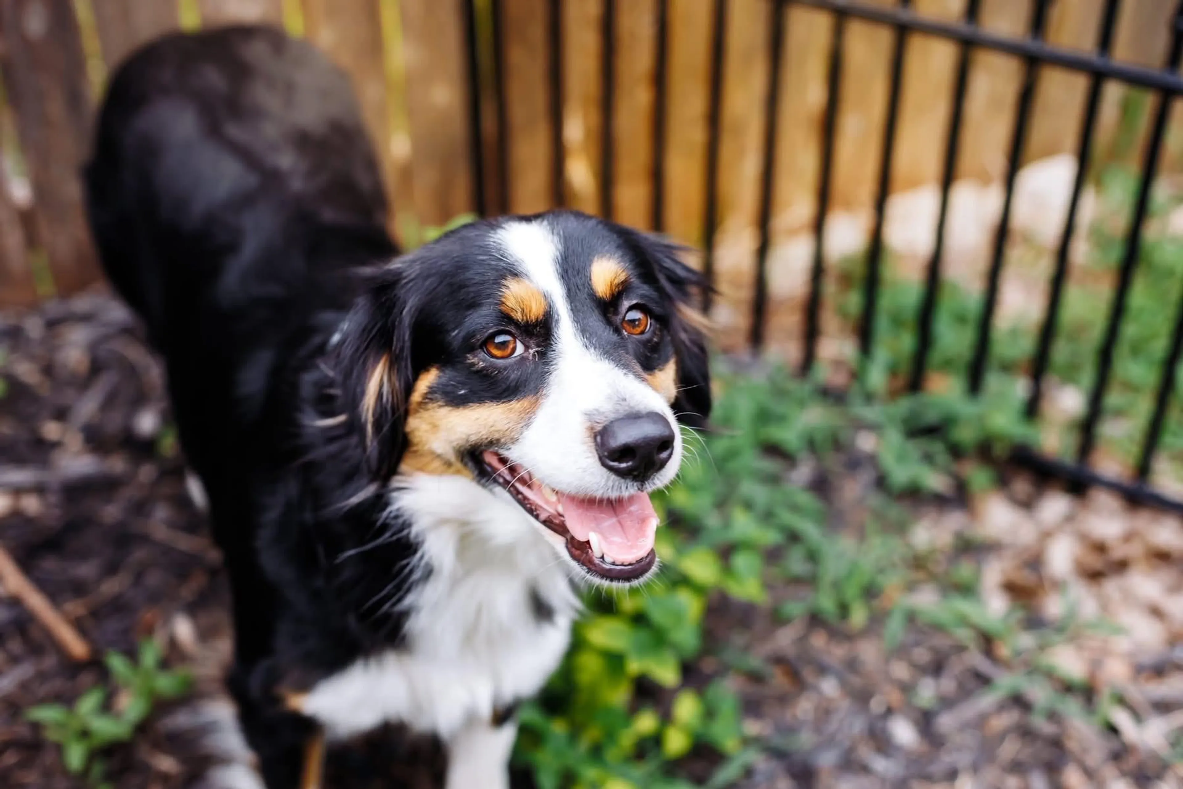 Found pet-5