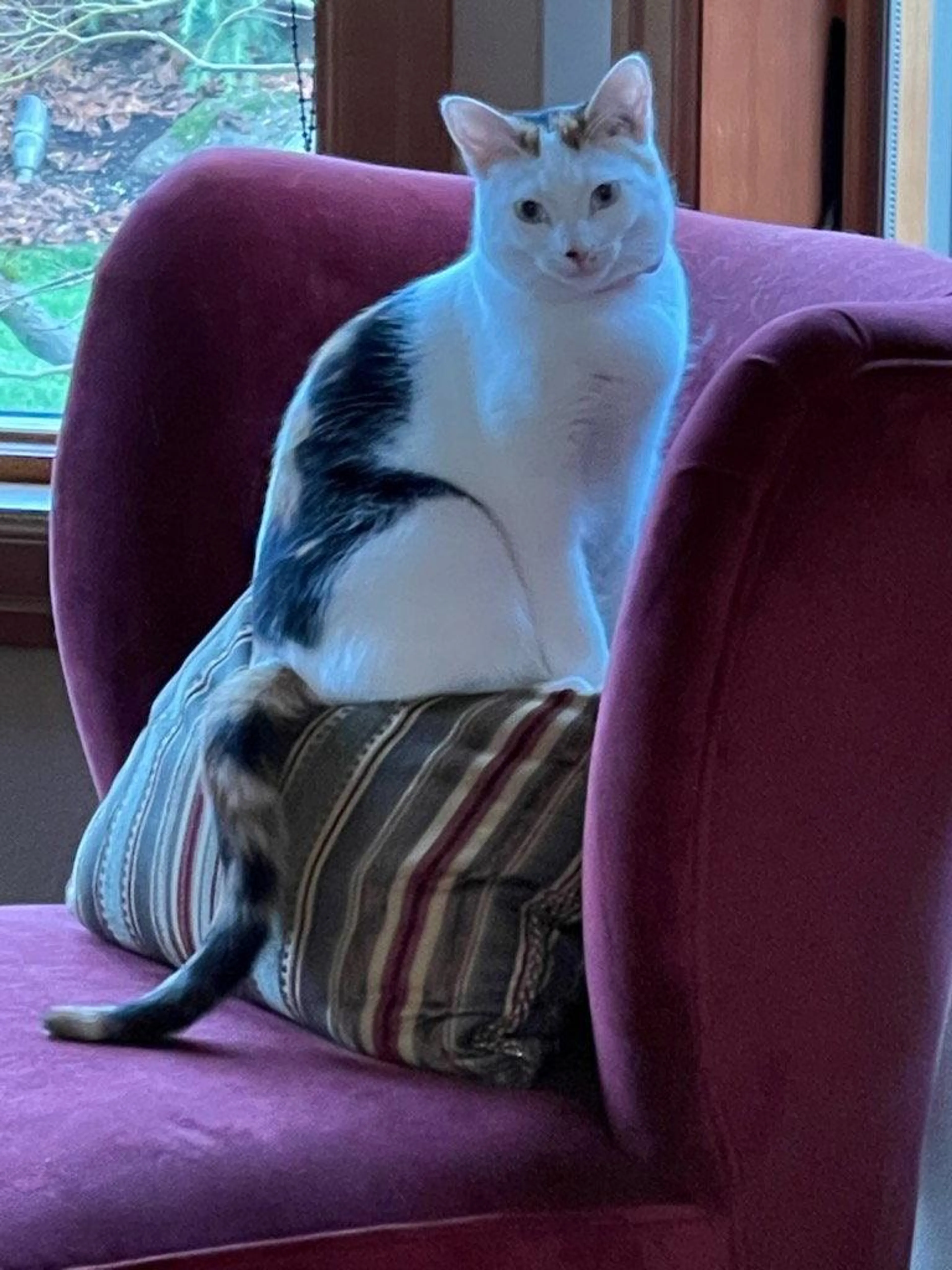 Found pet-1