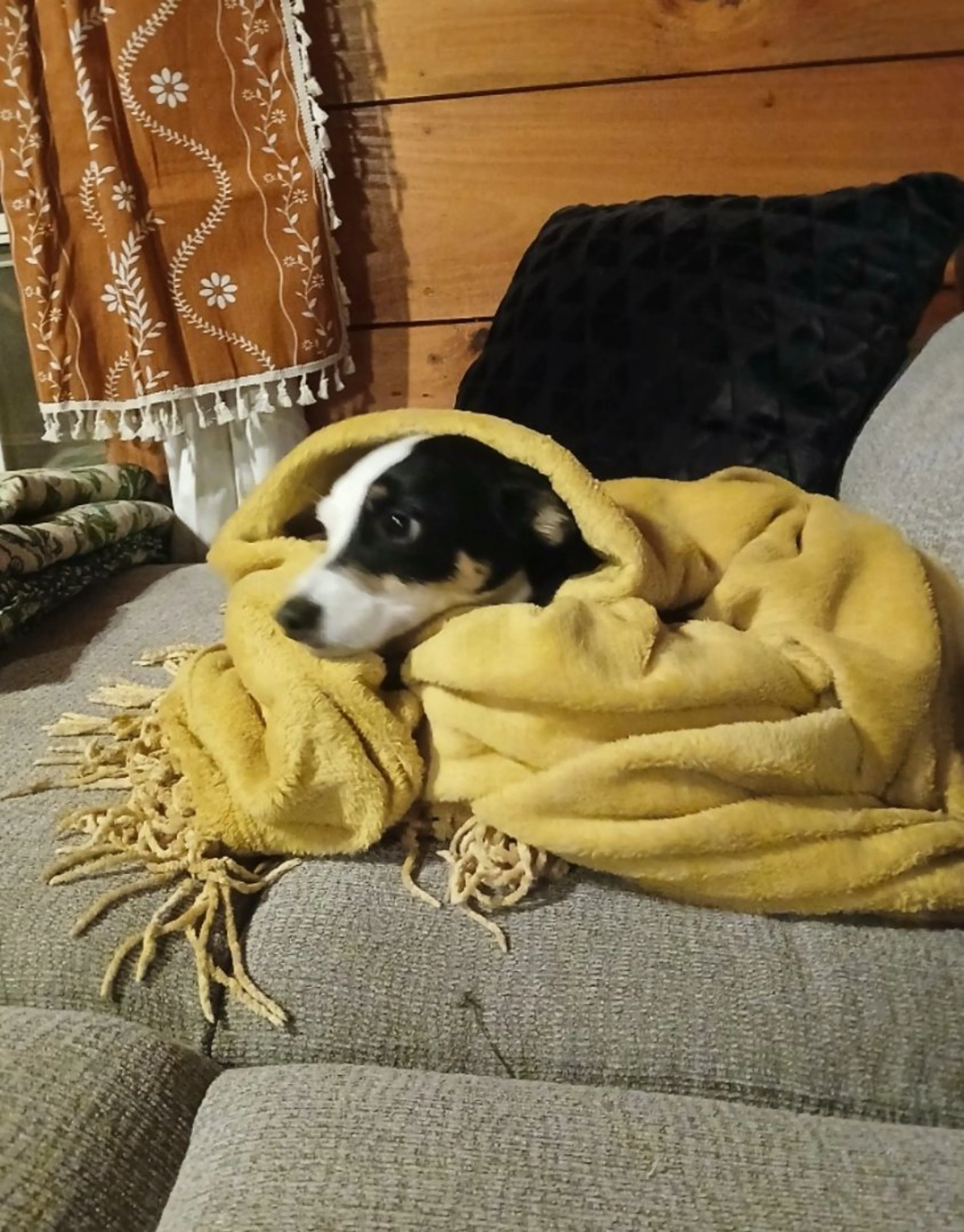 Lost pet-2