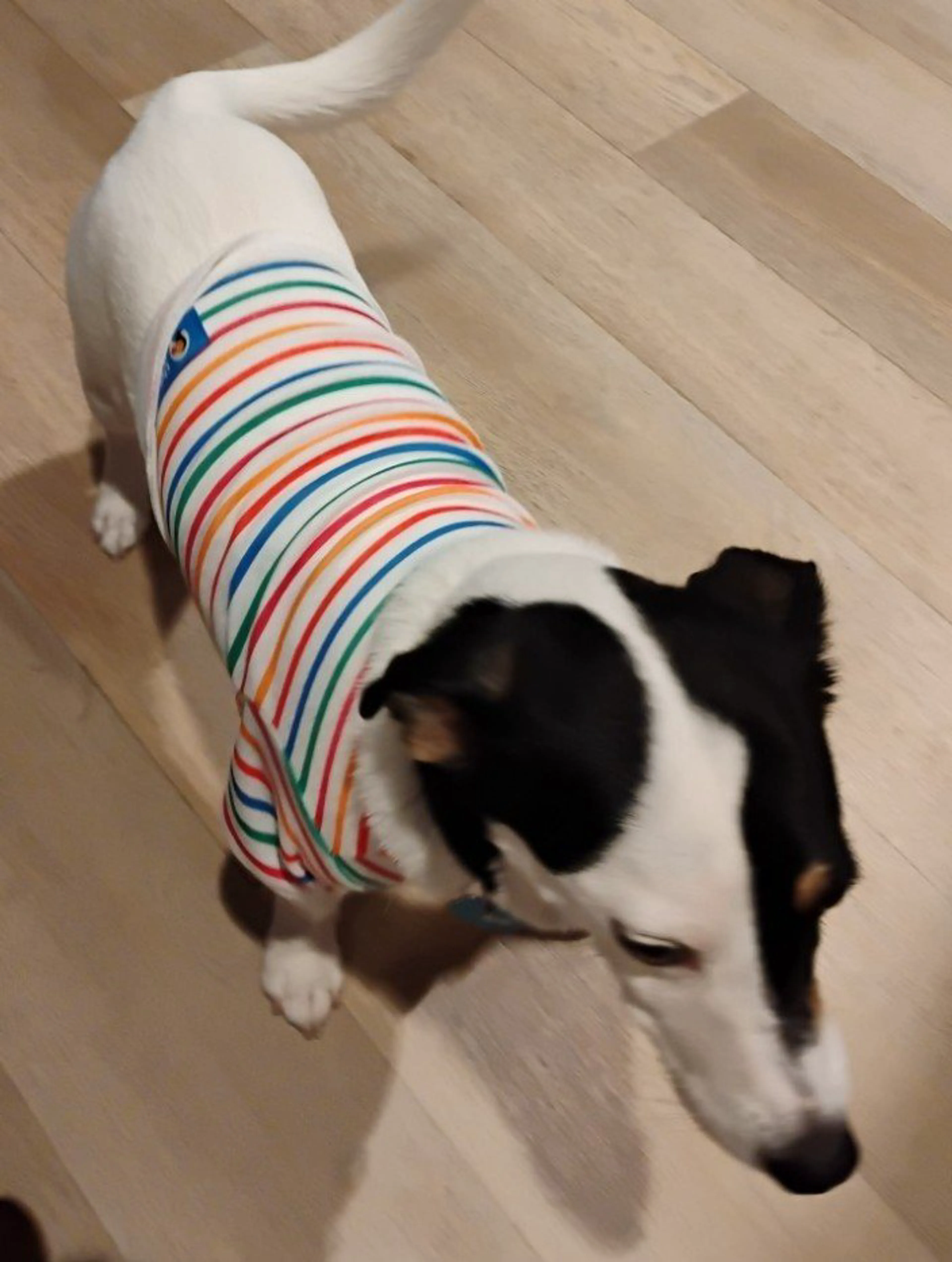 Lost pet-4