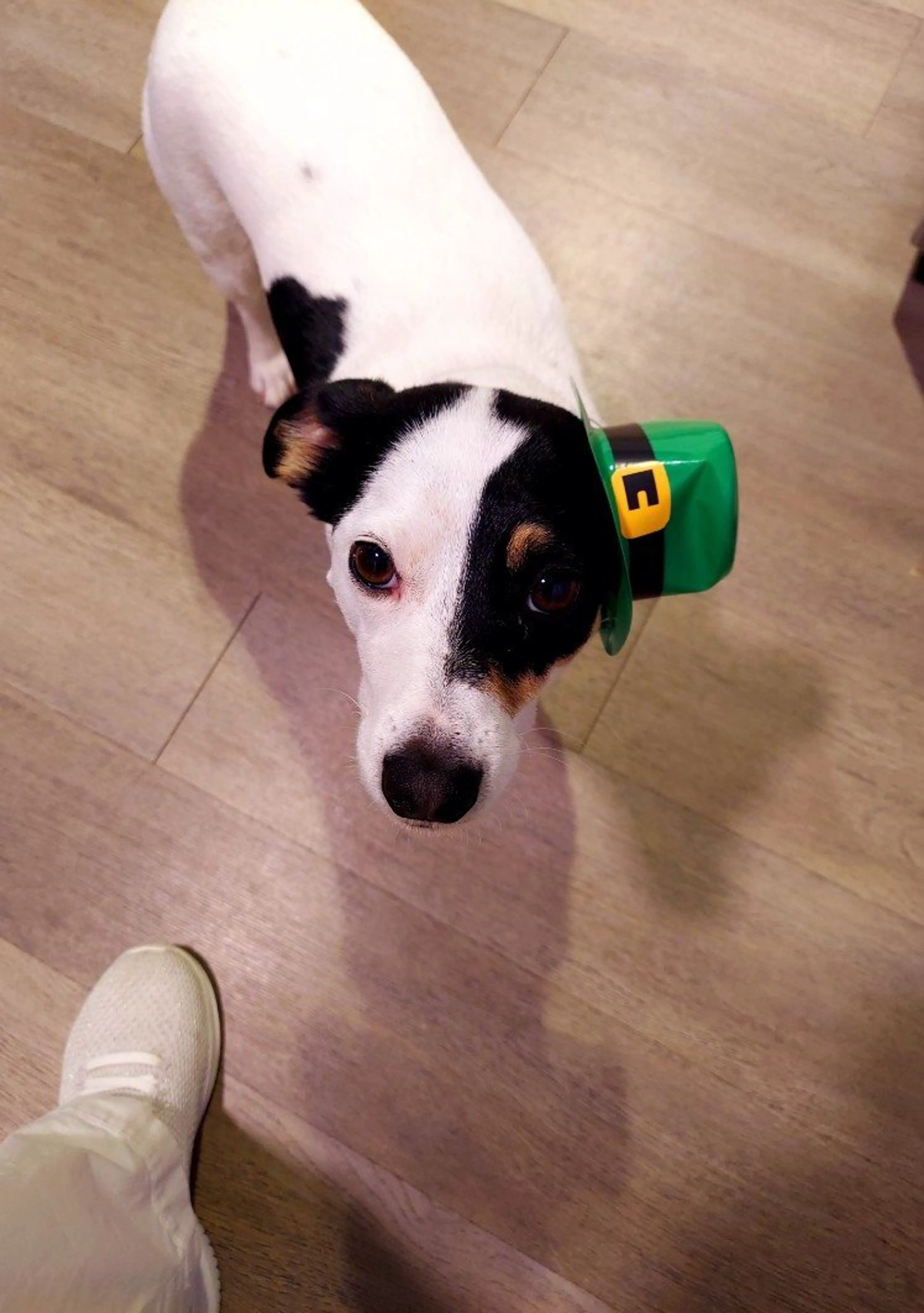Lost pet-1