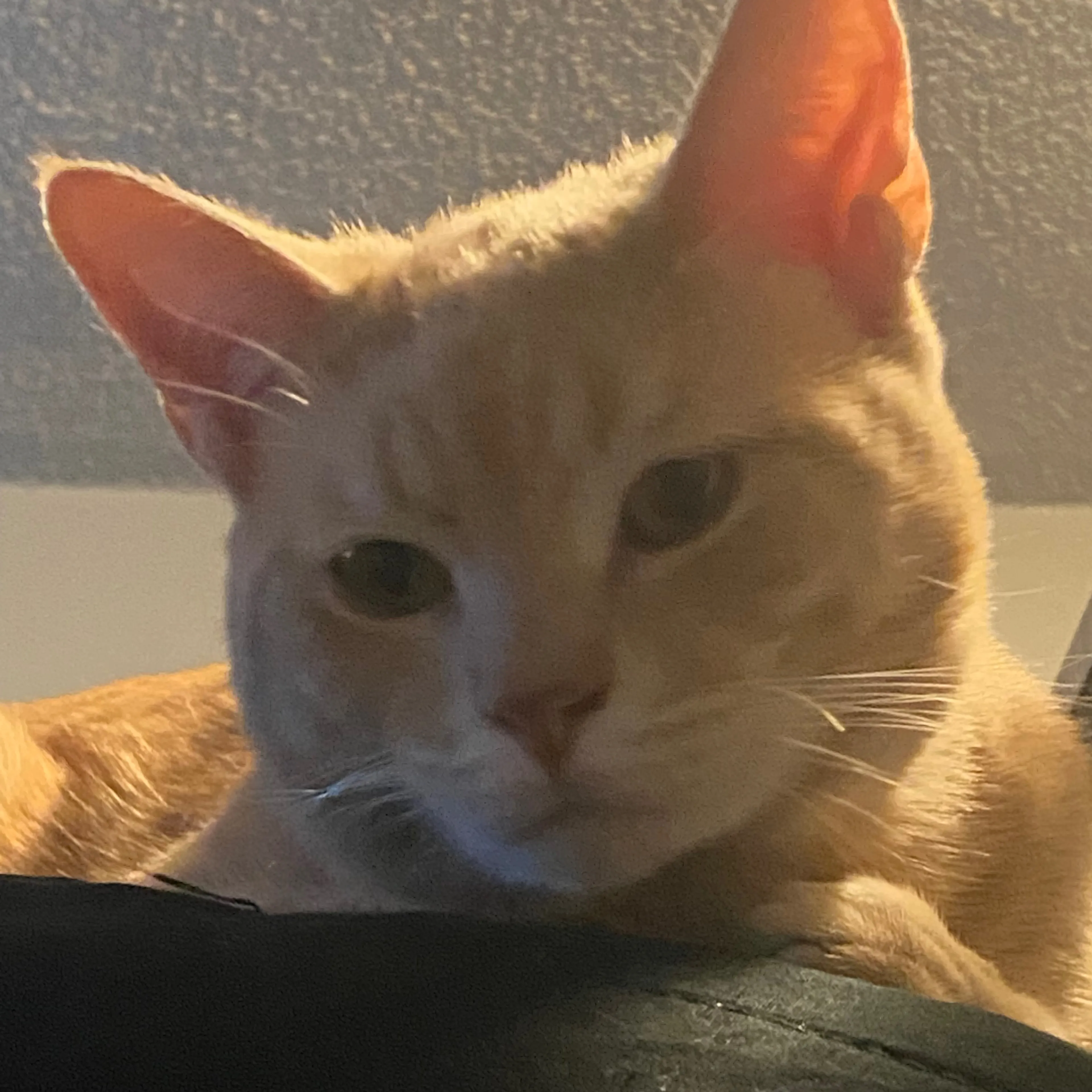 Lost pet-2