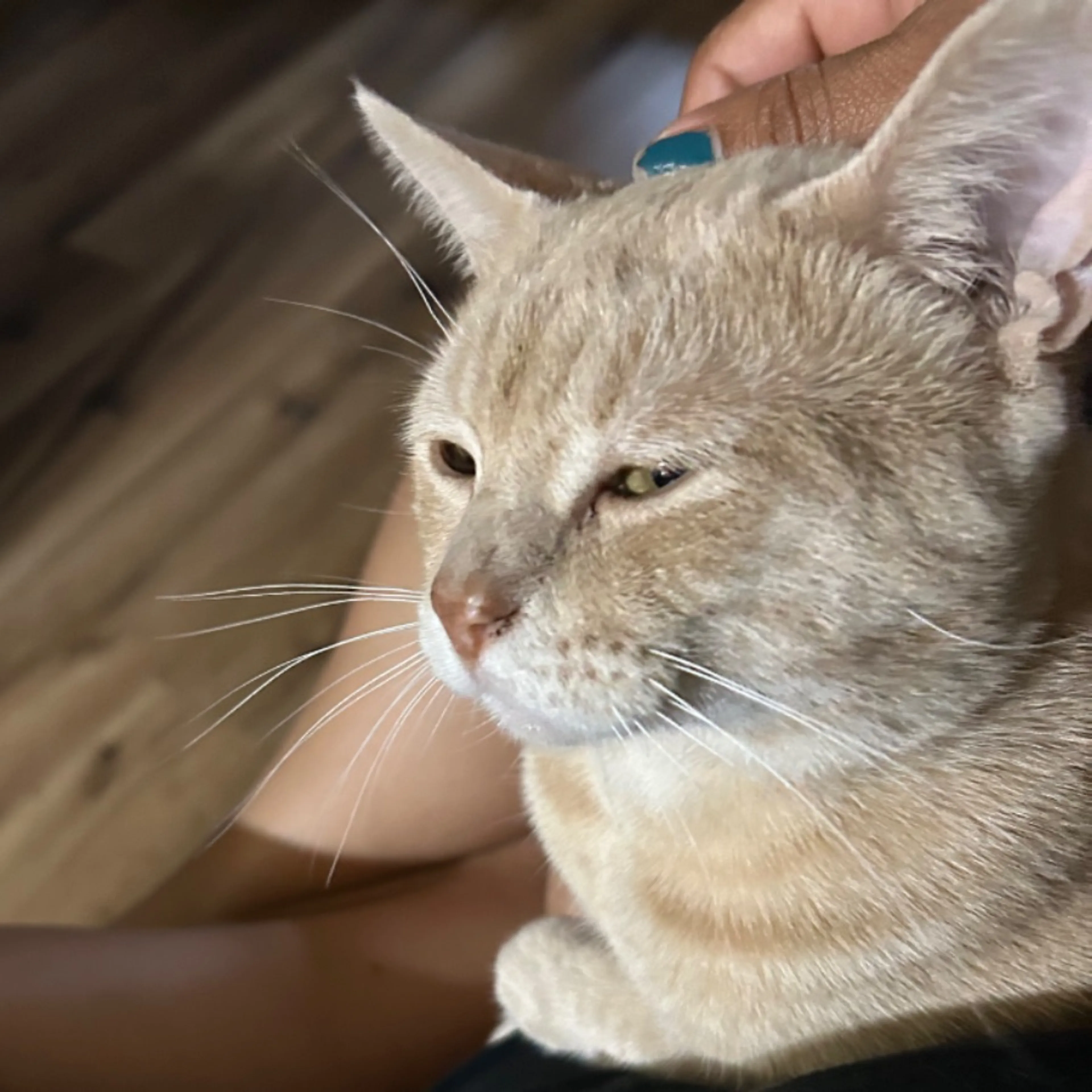 Lost pet-0