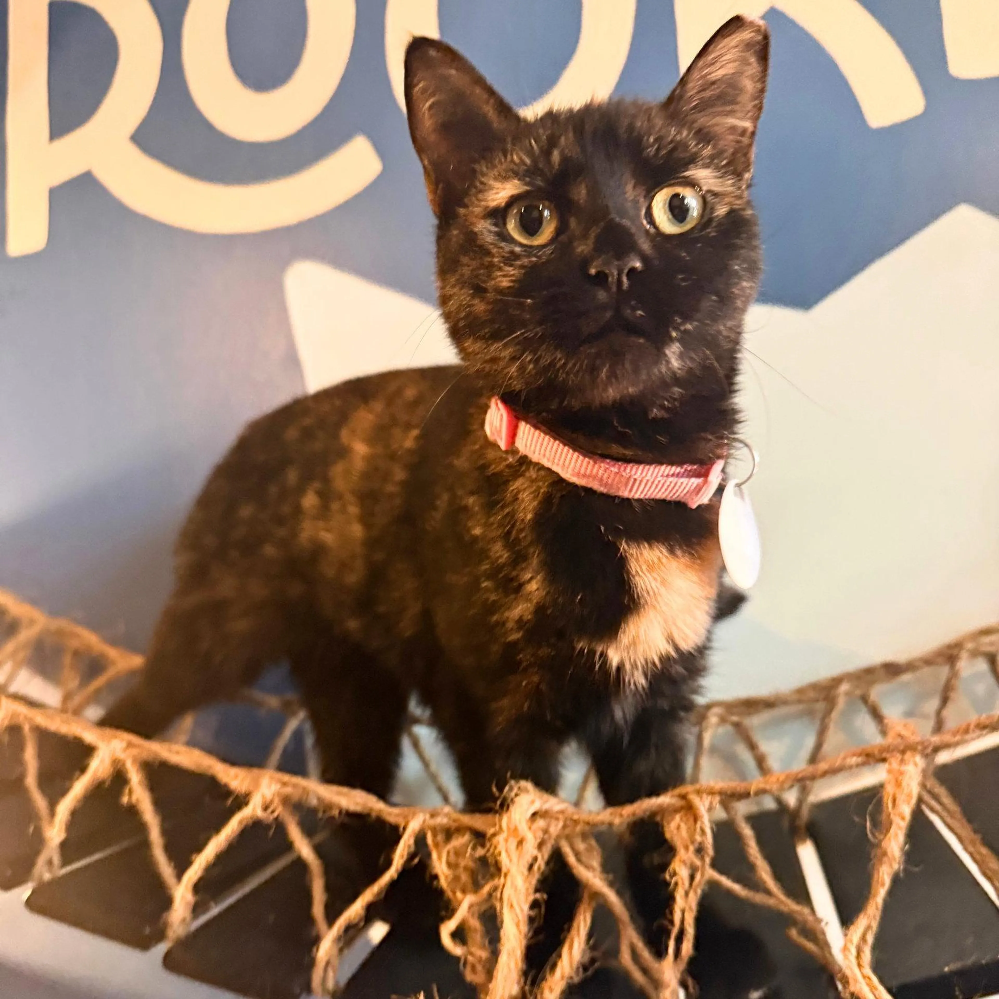 Found pet-0