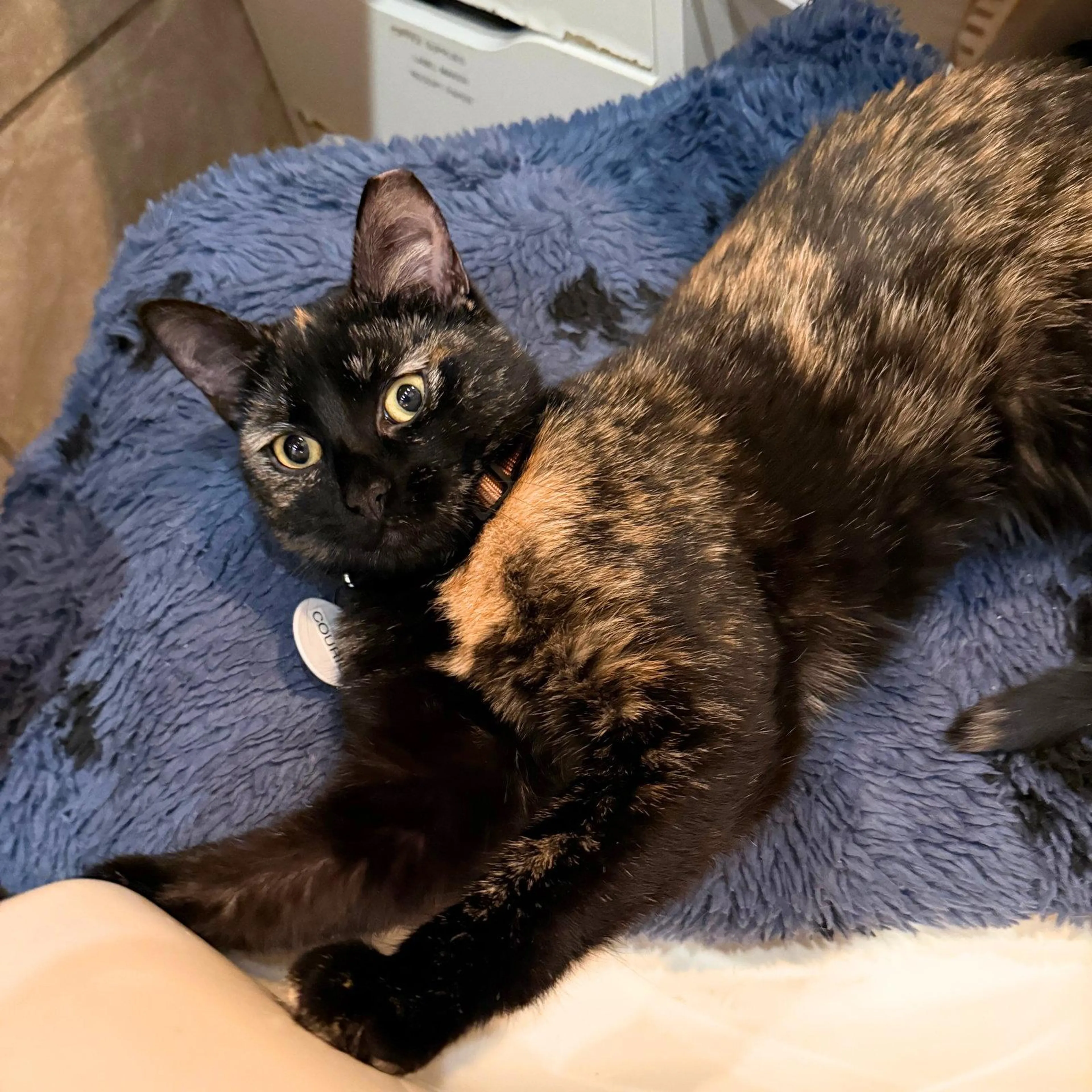 Found pet-2