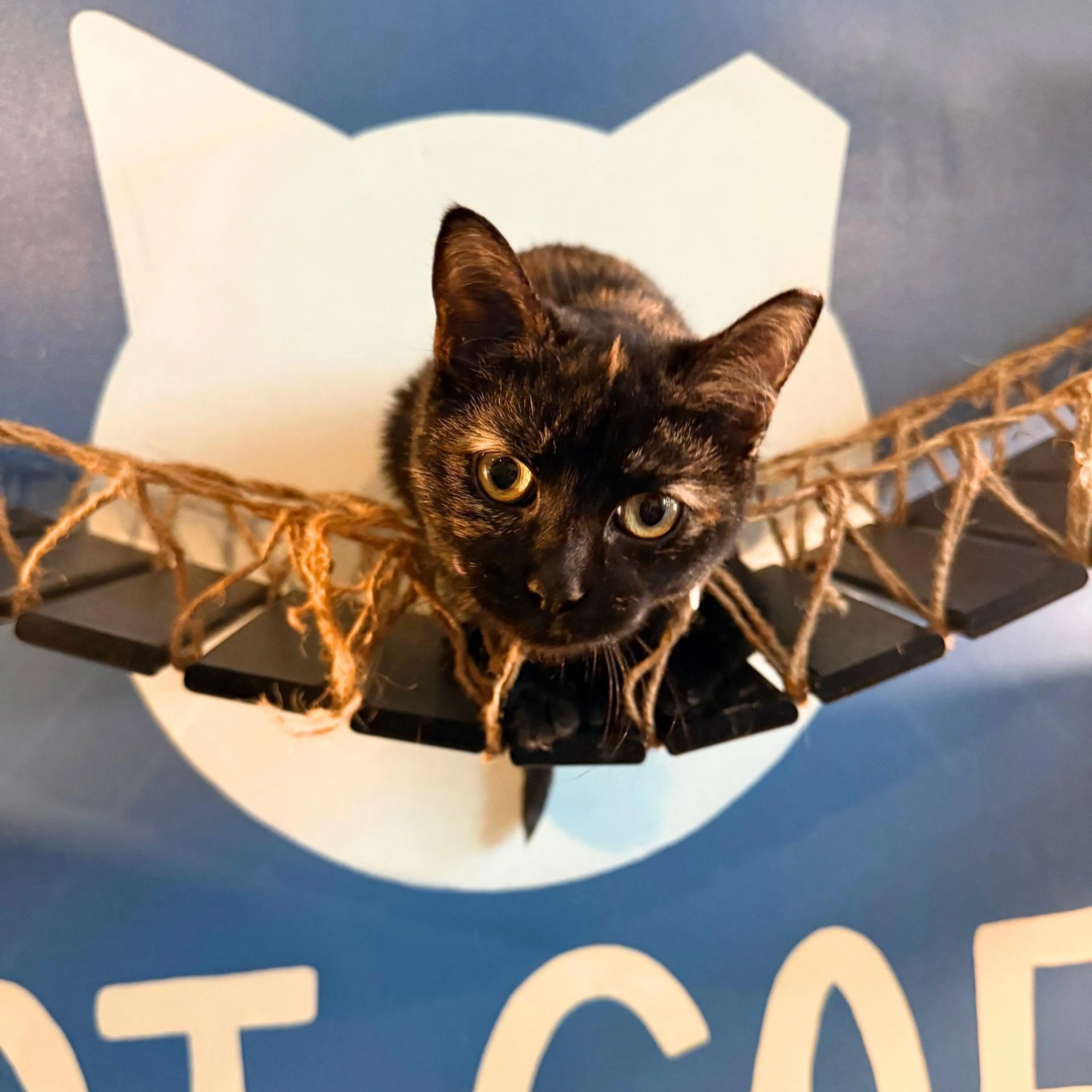 Found pet-1