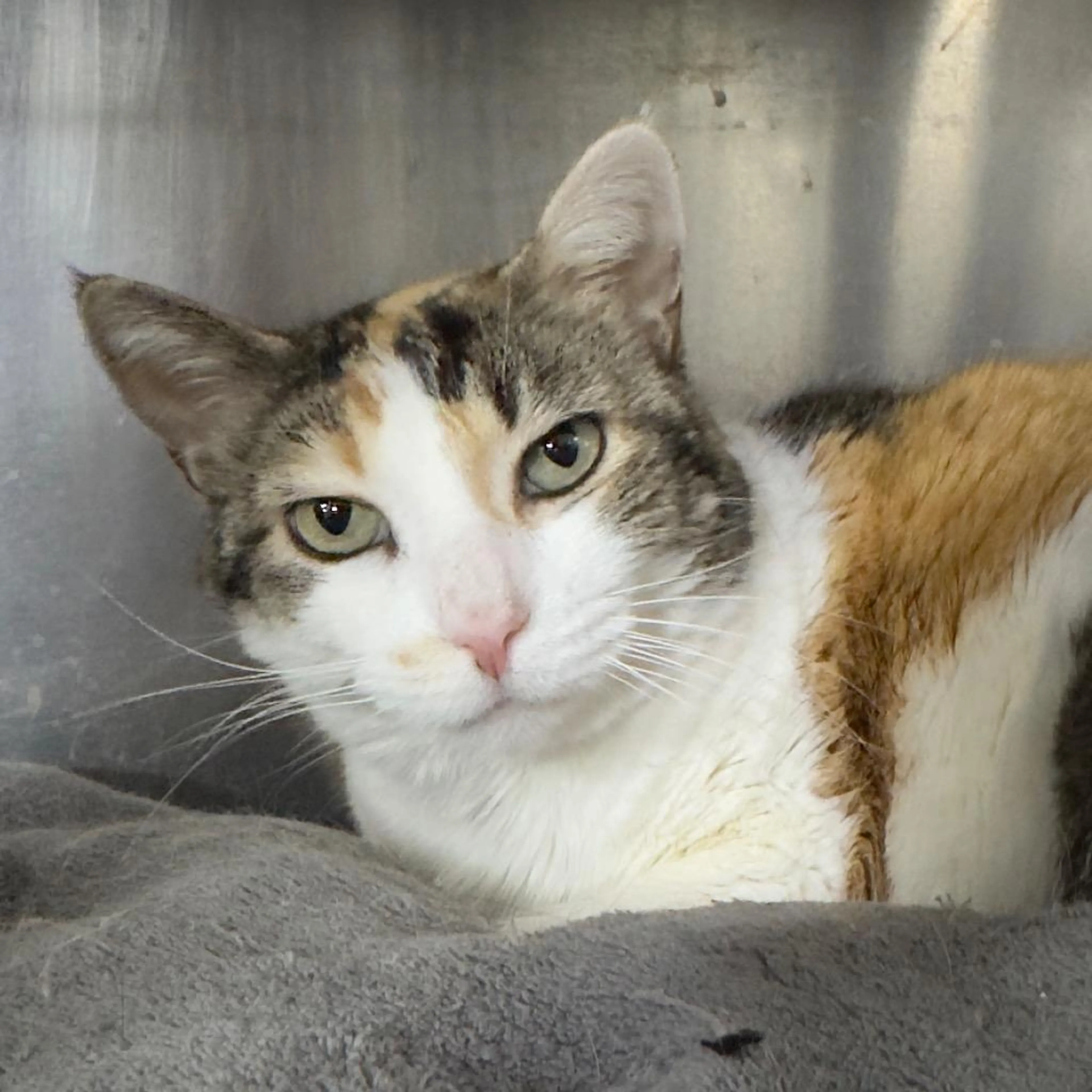 Found pet-1