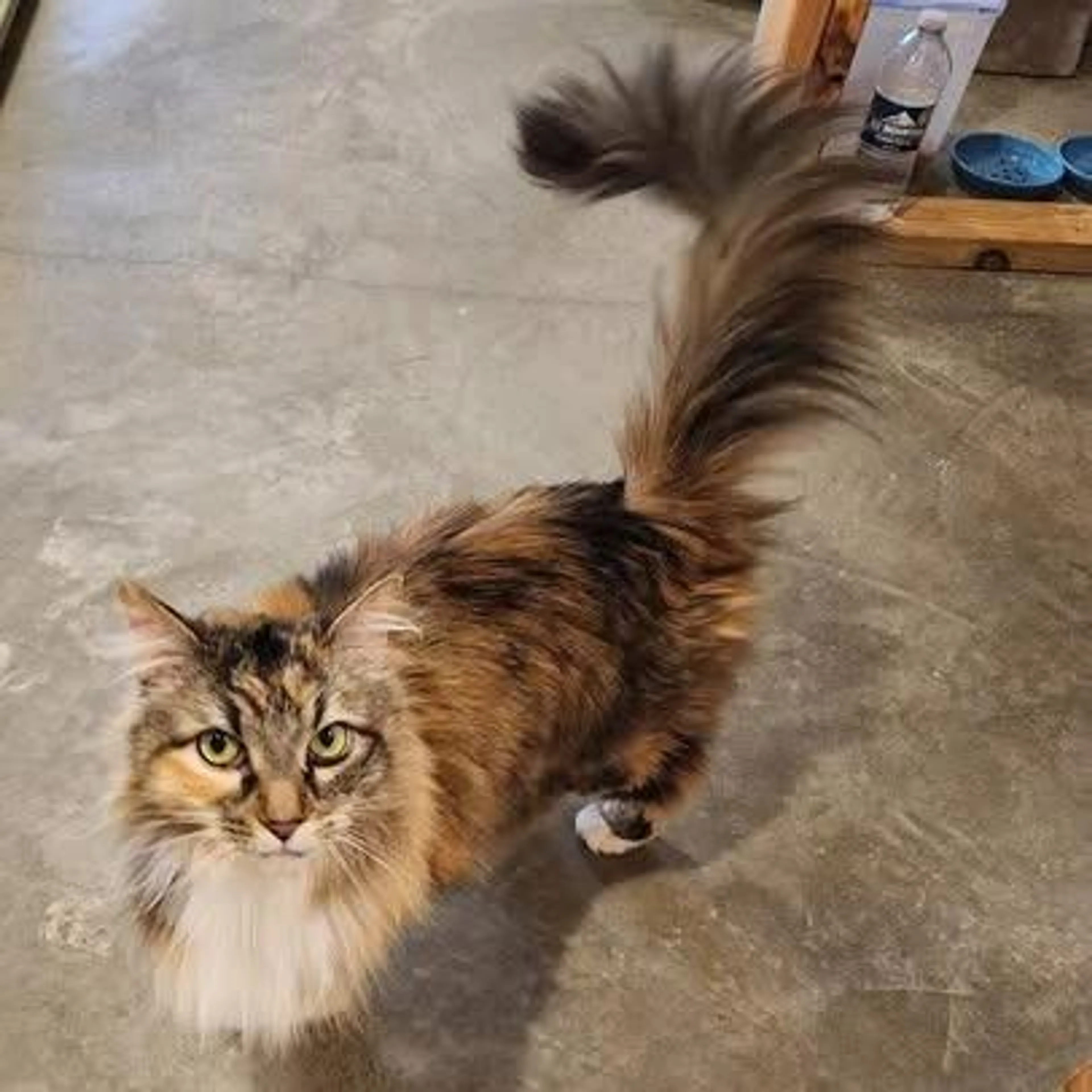 Found pet-0