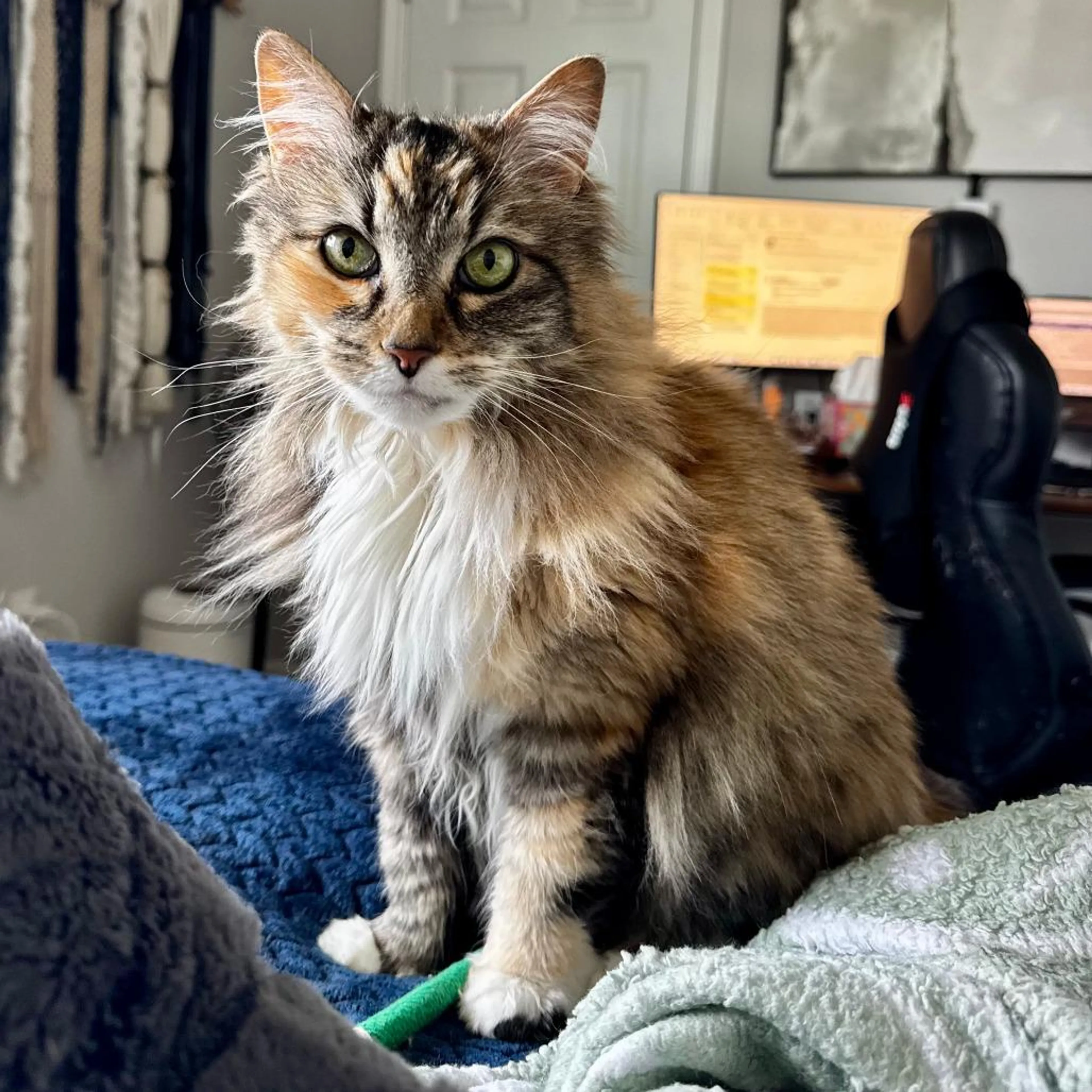 Found pet-1