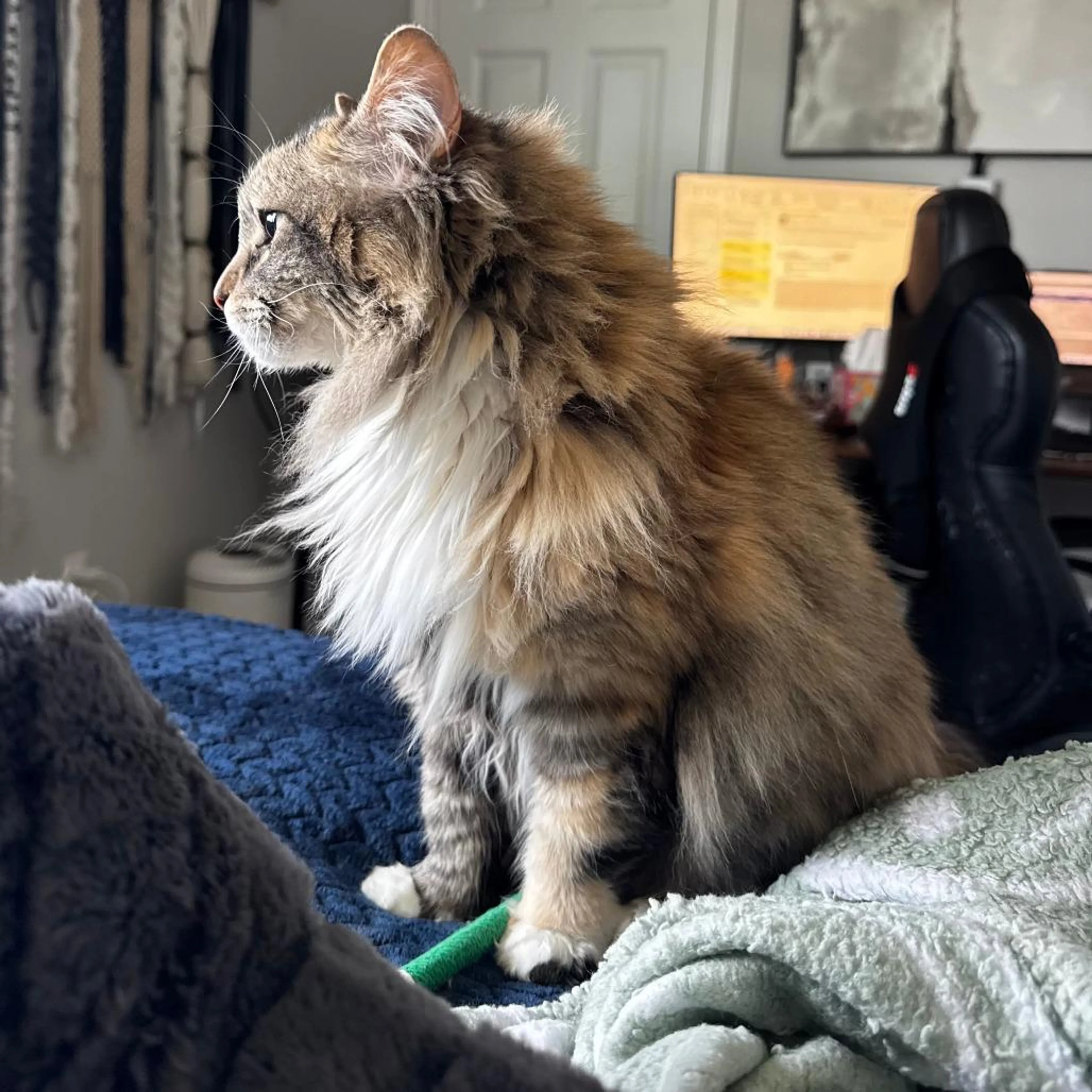 Found pet-2