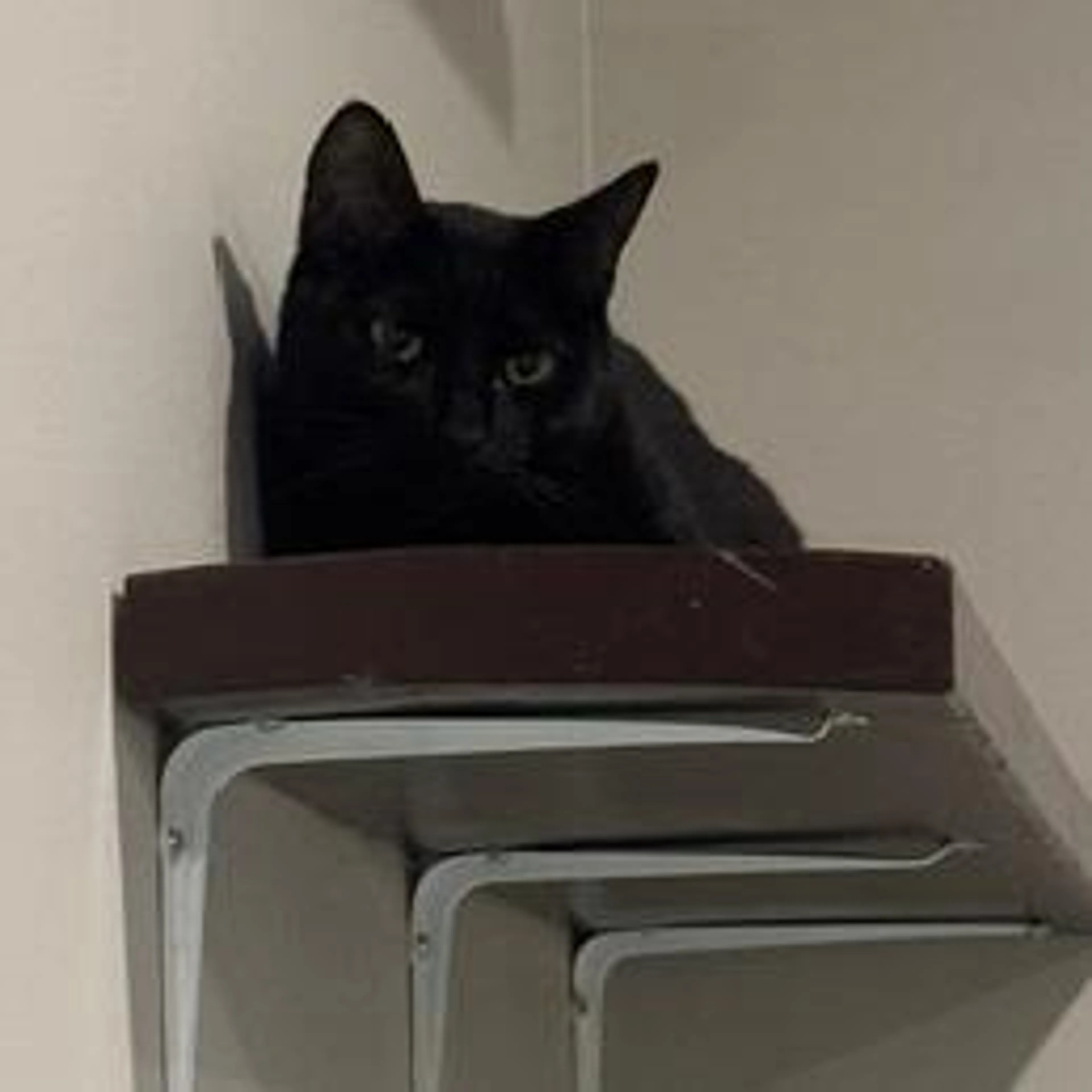 Found pet-0