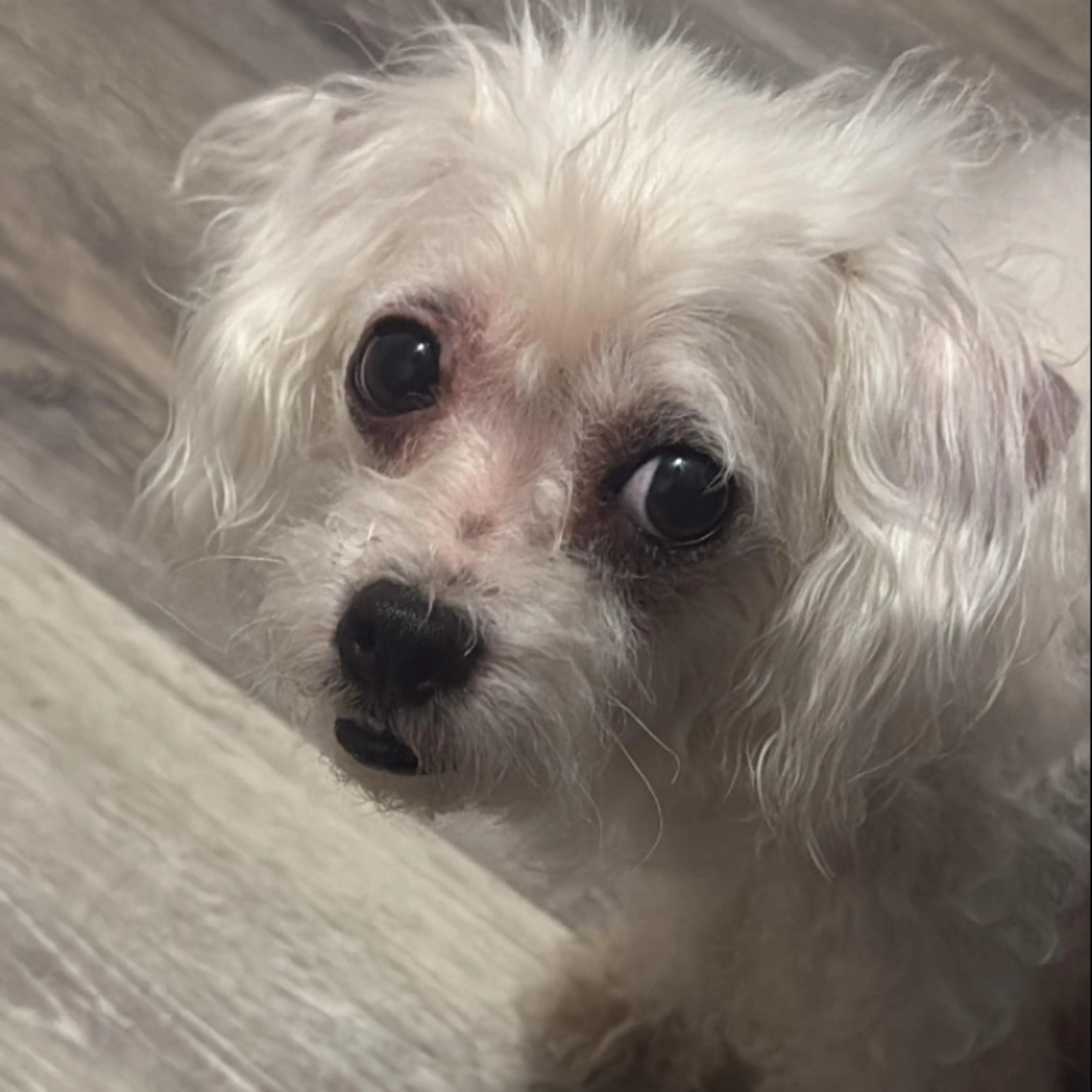 Found pet