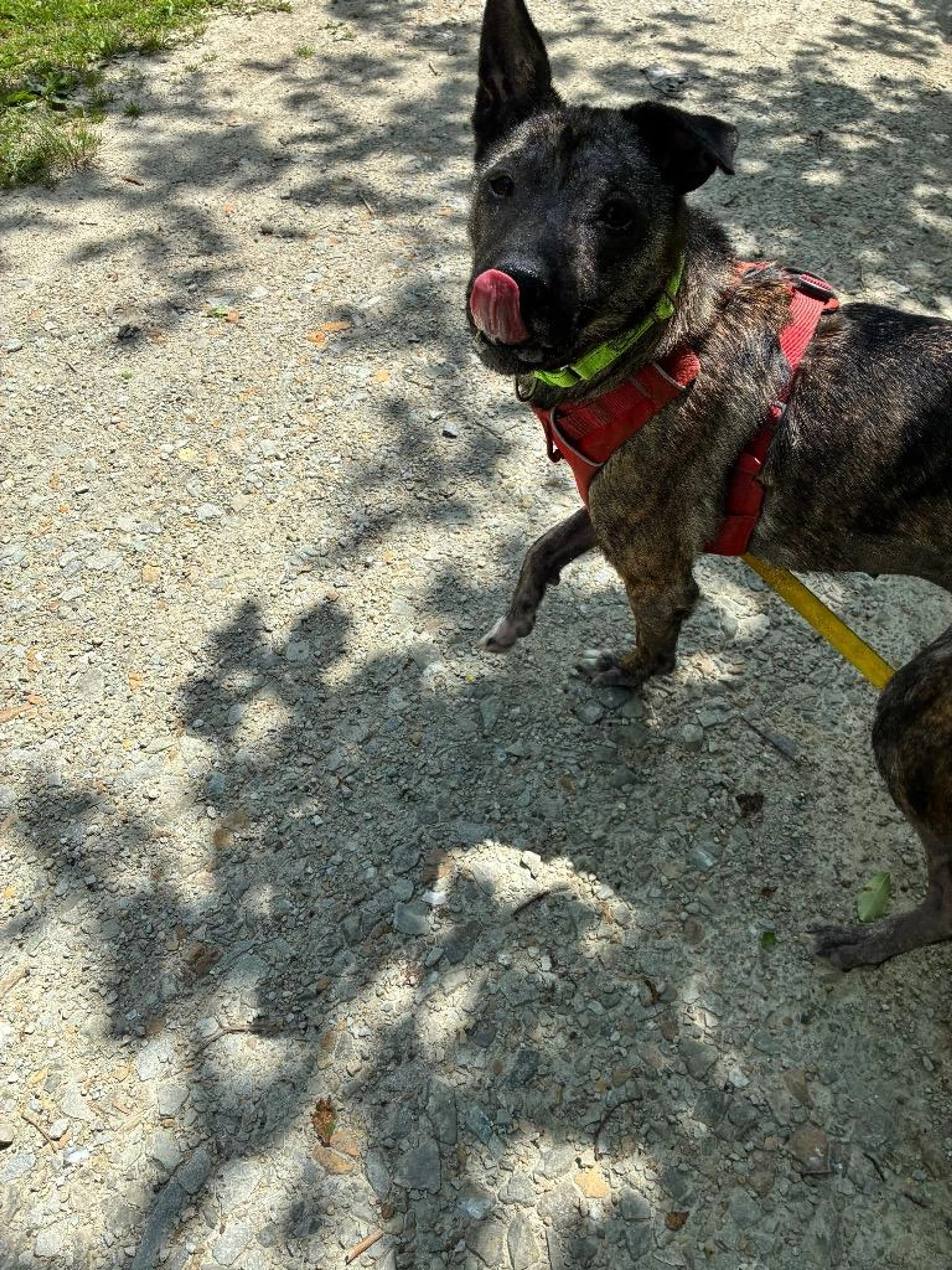 Found pet-0