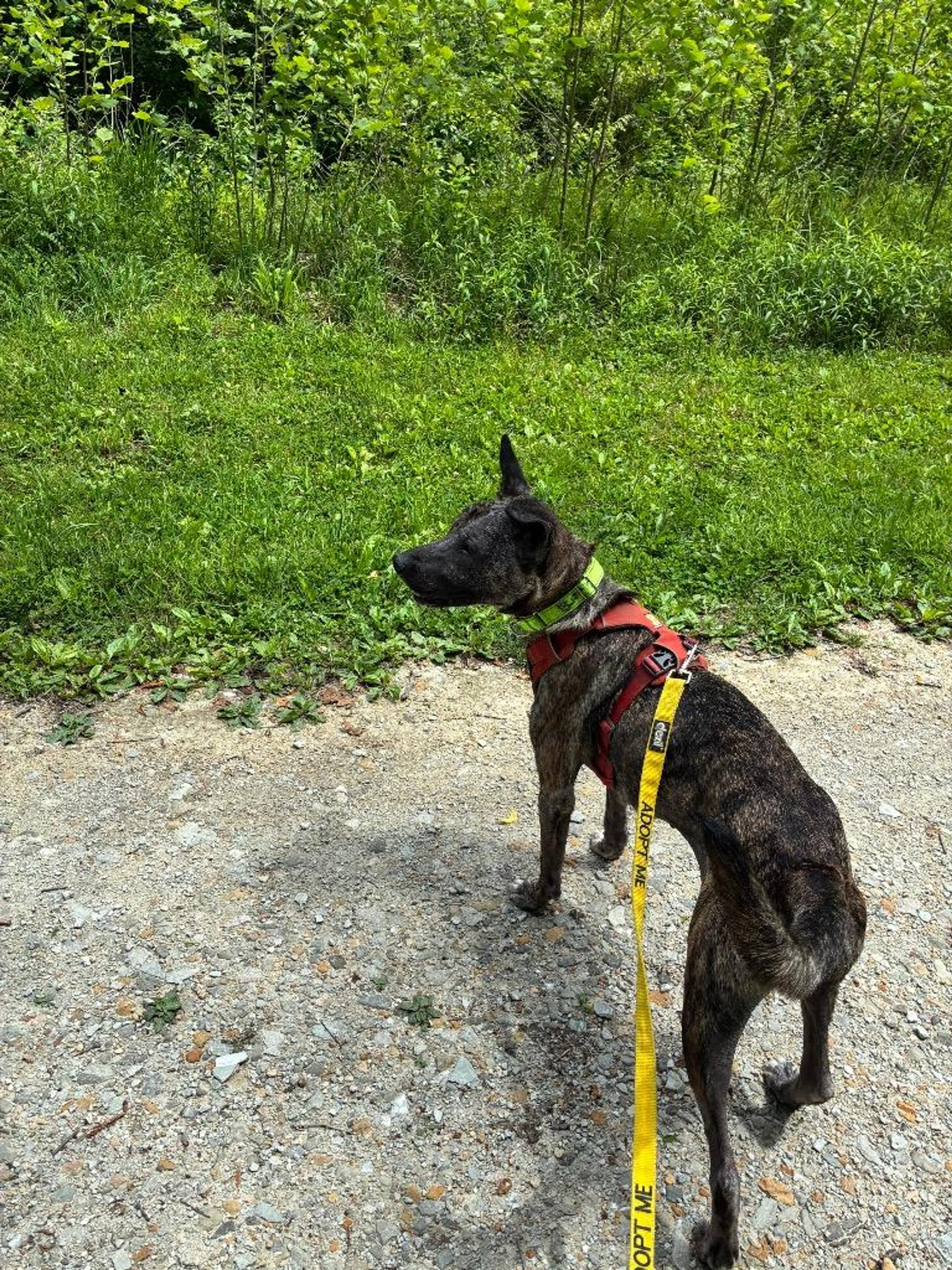 Found pet-3
