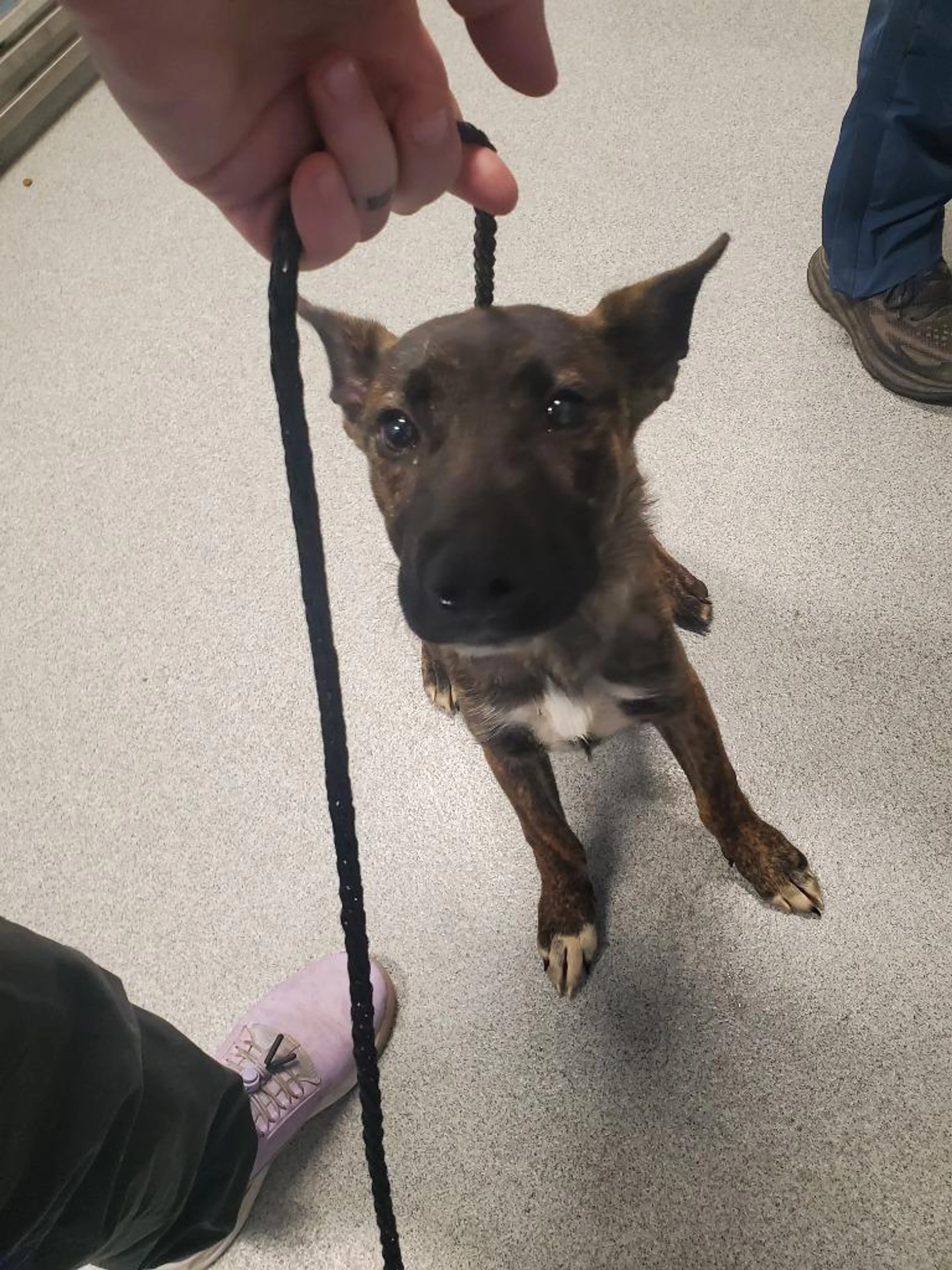 Found pet-1