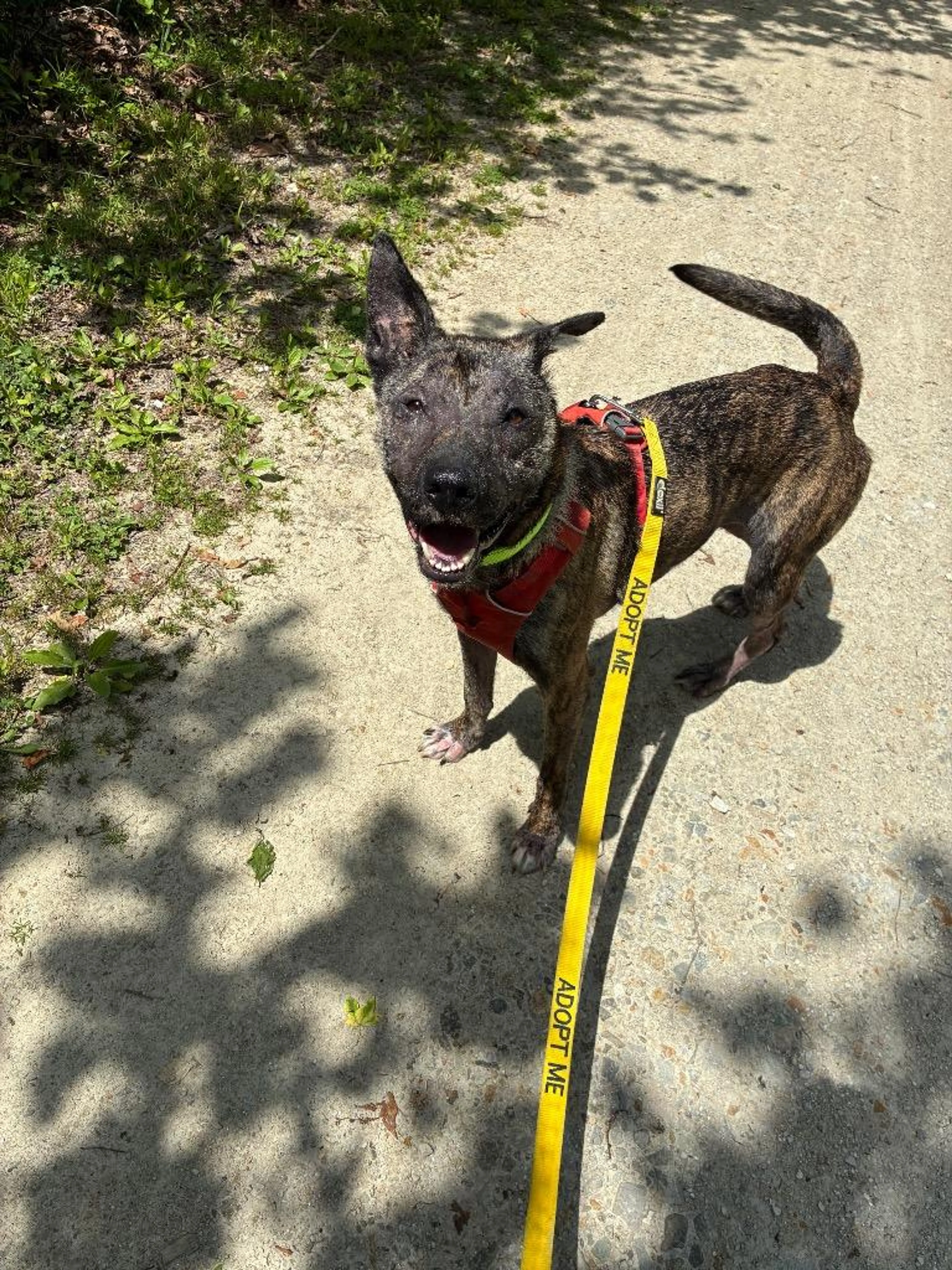 Found pet-2