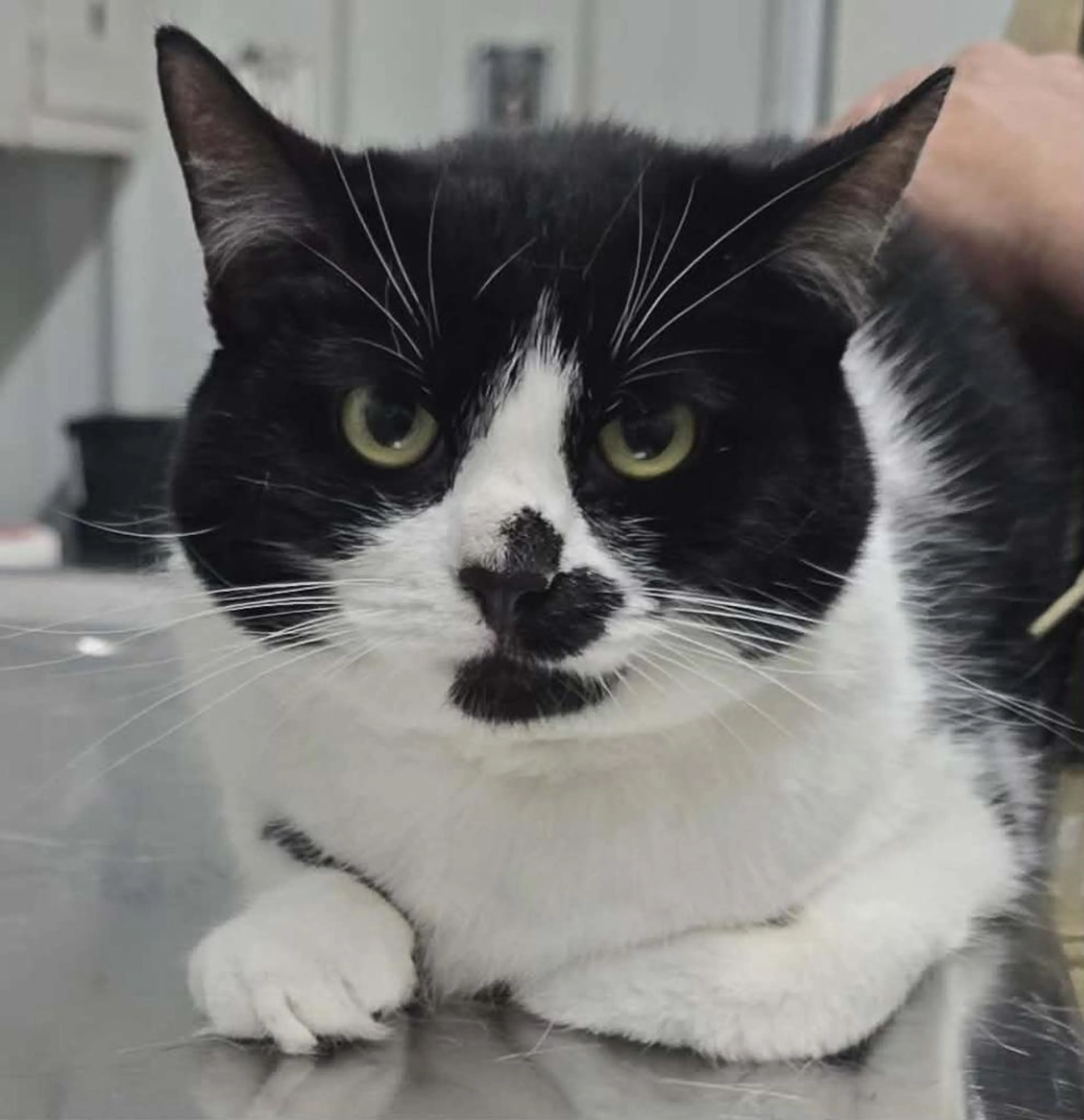 Found pet