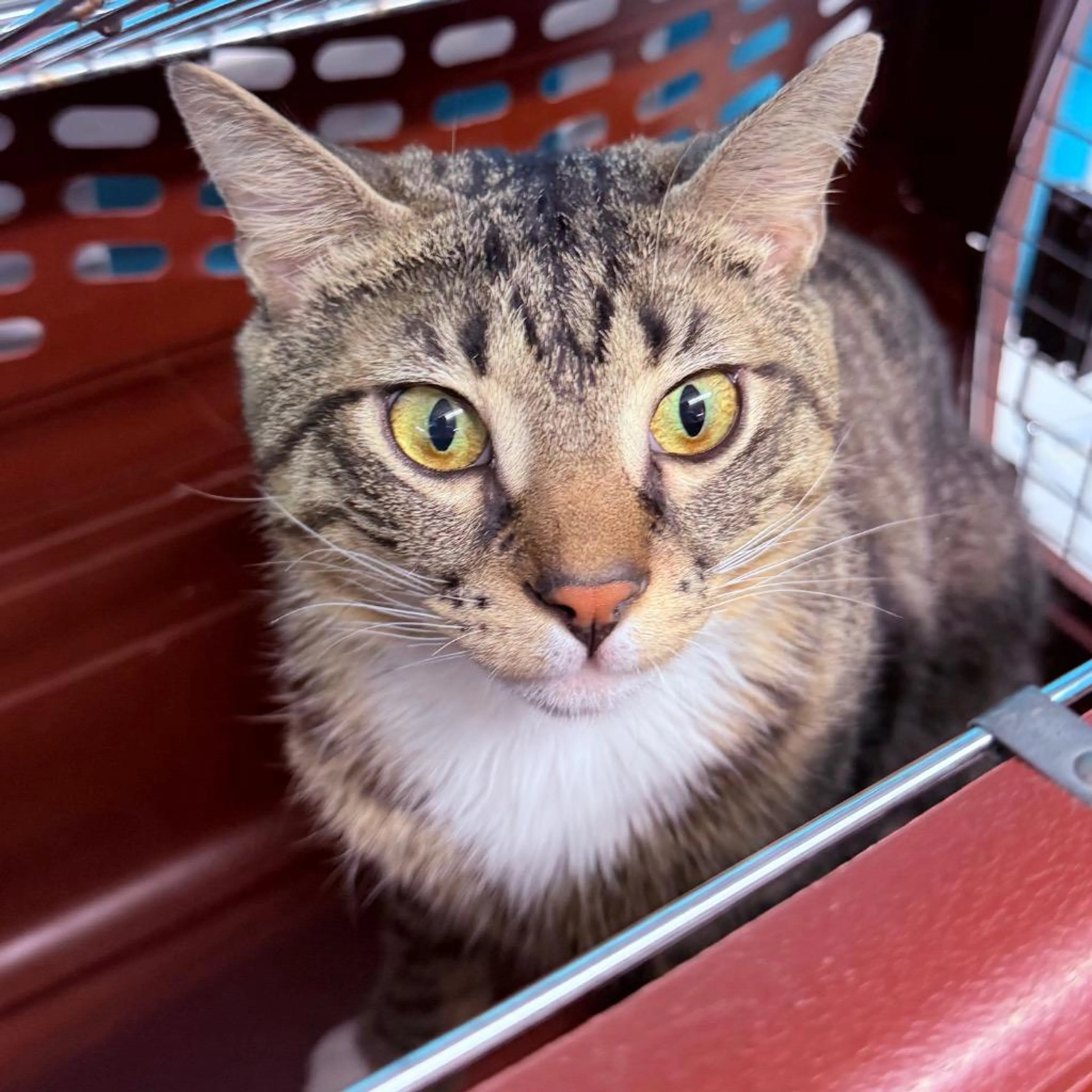 Found pet